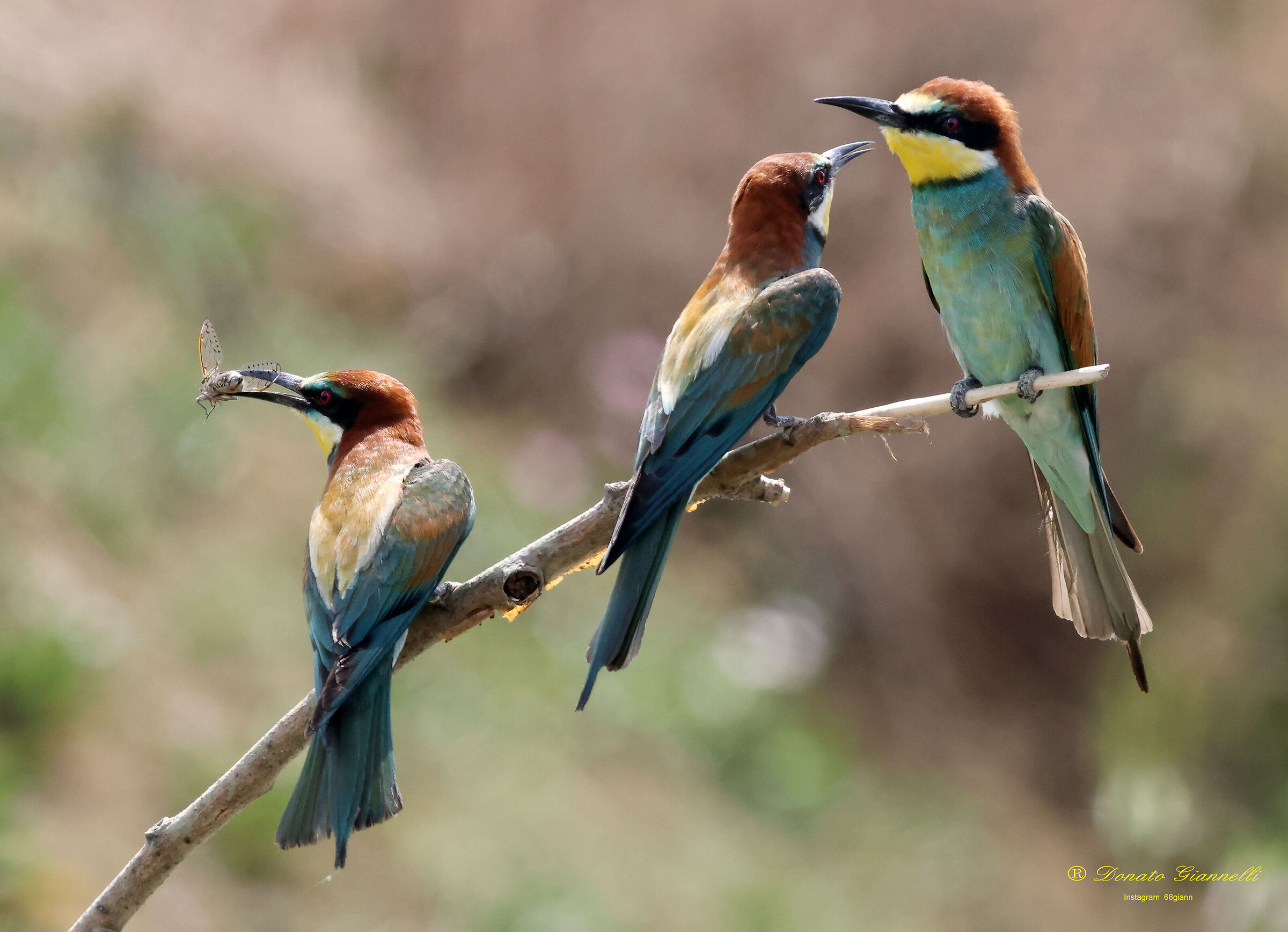 Bee-eaters with a small creed,Park of the plain SestoF...