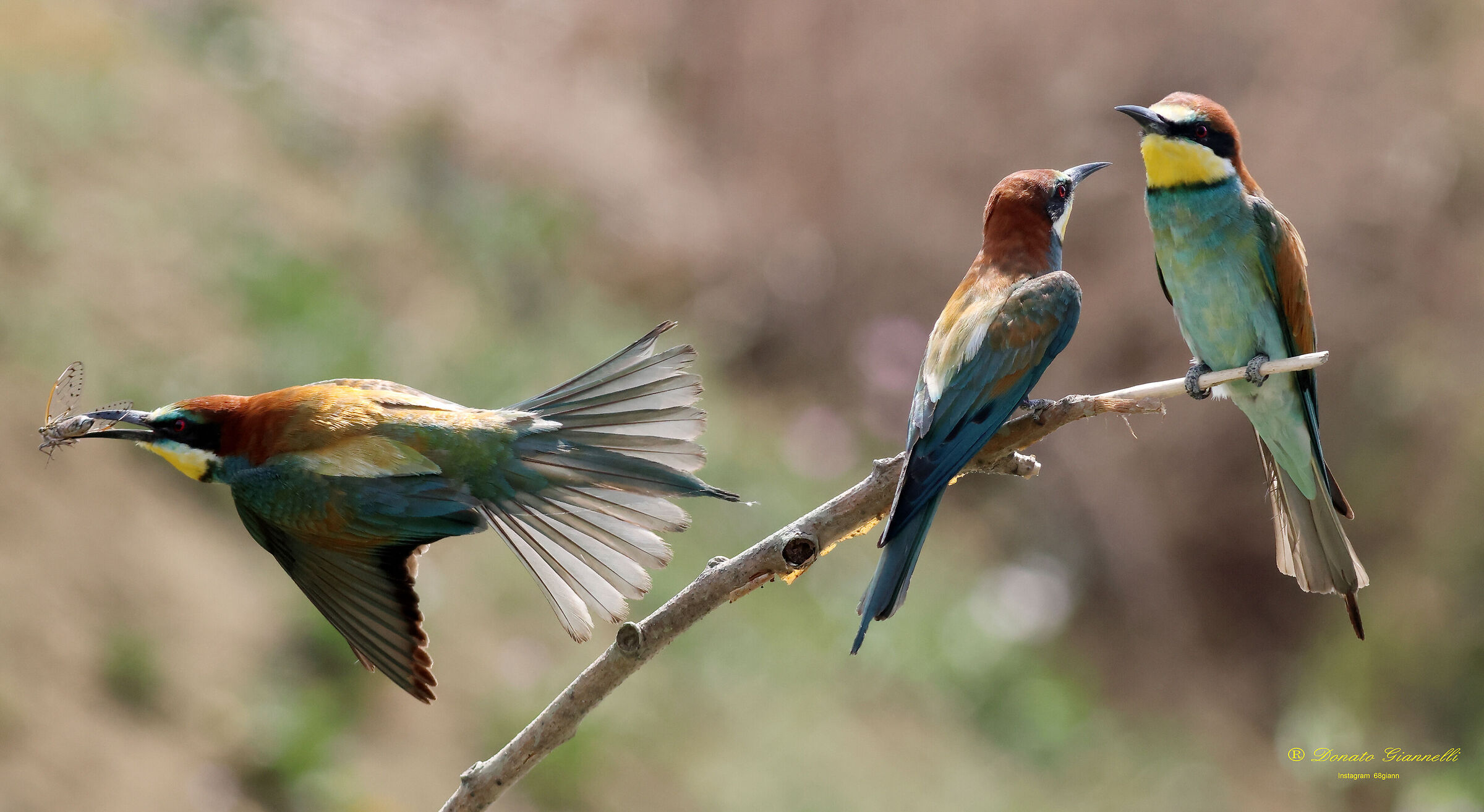 Bee-eaters with a small creed,Park of the plain SestoF...