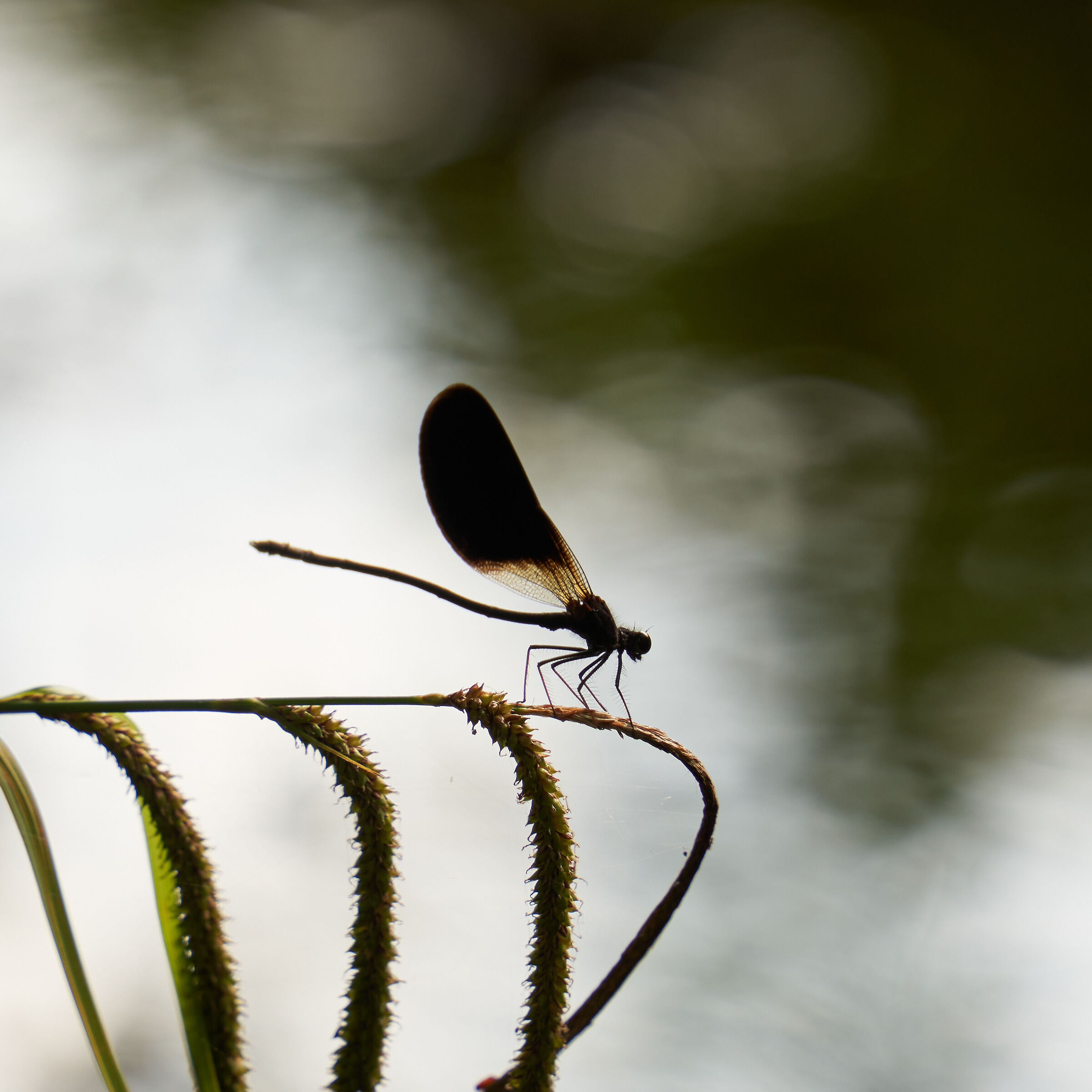 Black dragonfly...