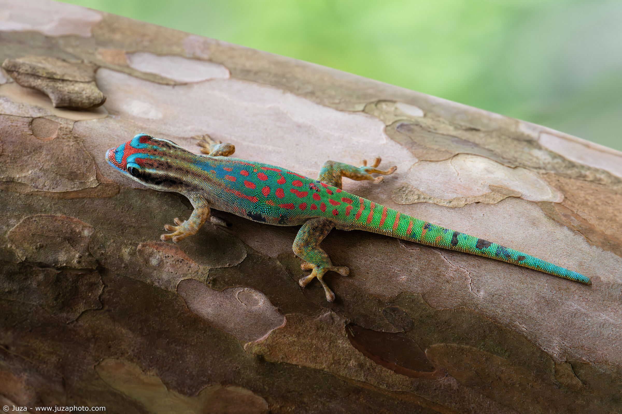 Il meraviglioso Ornate Day Gecko (Phelsuma ornata)...