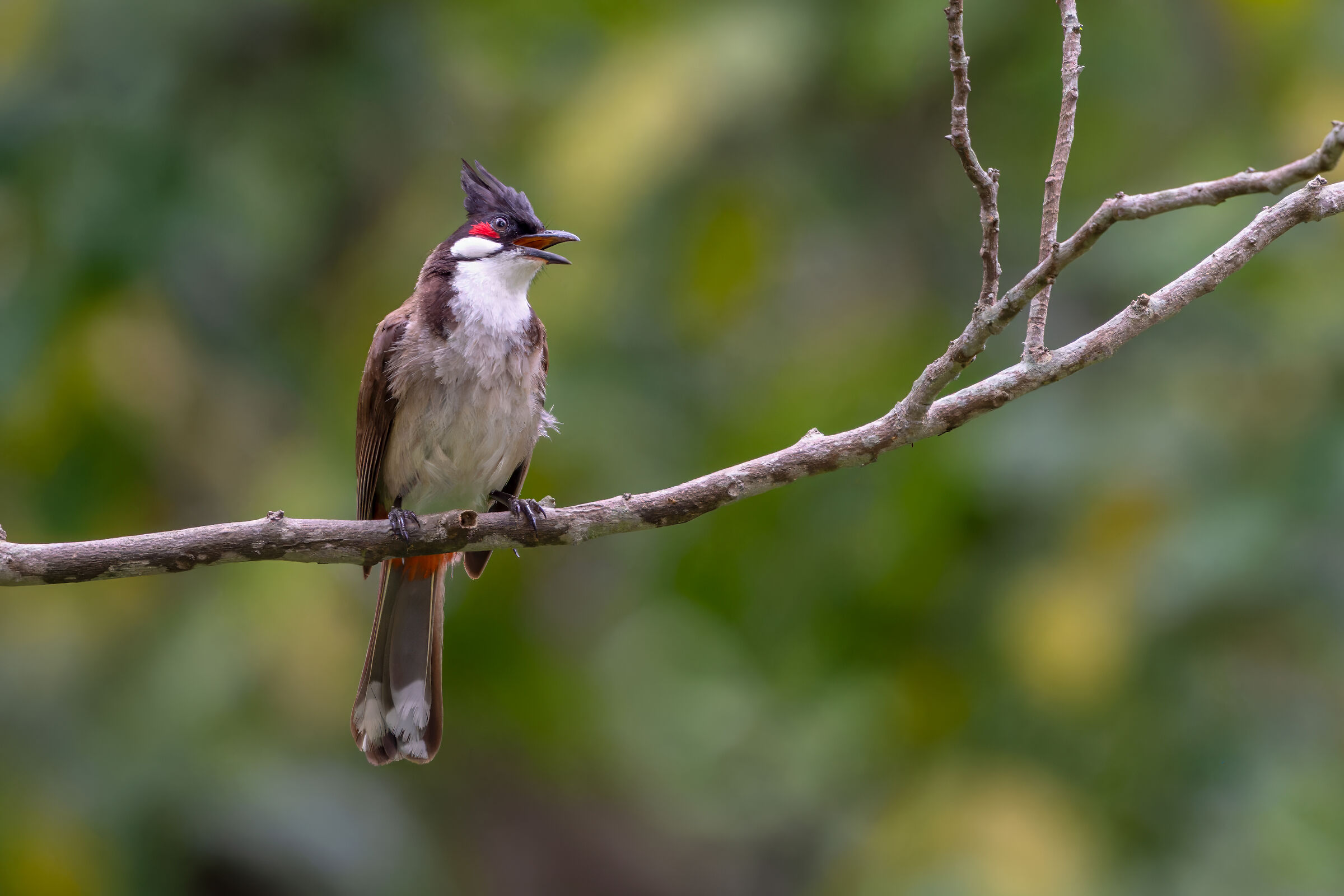 Red-whiskered bulbul (Pycnonotus jocosus), or crested b...