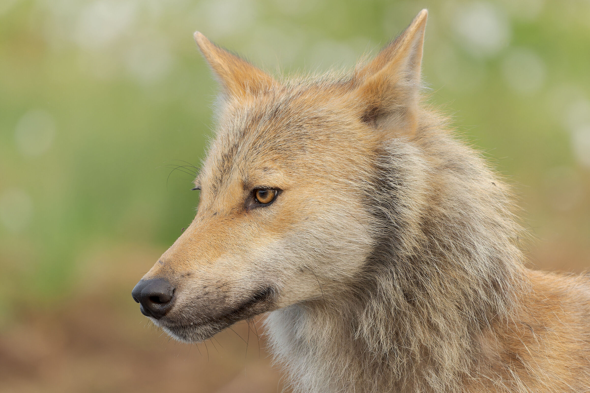 Wolf closeup...