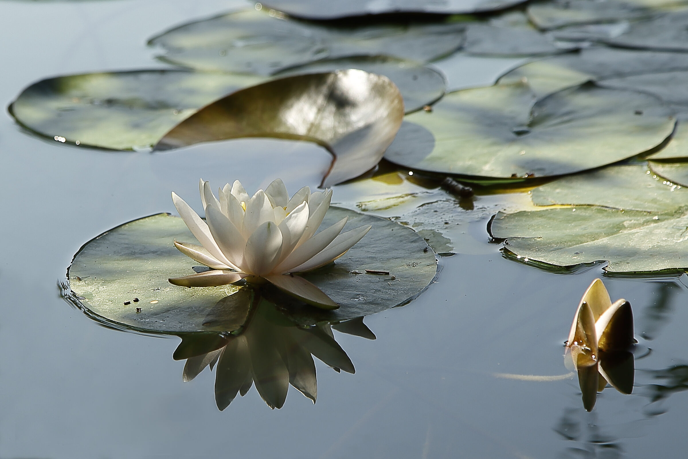 Water lily at the lake...