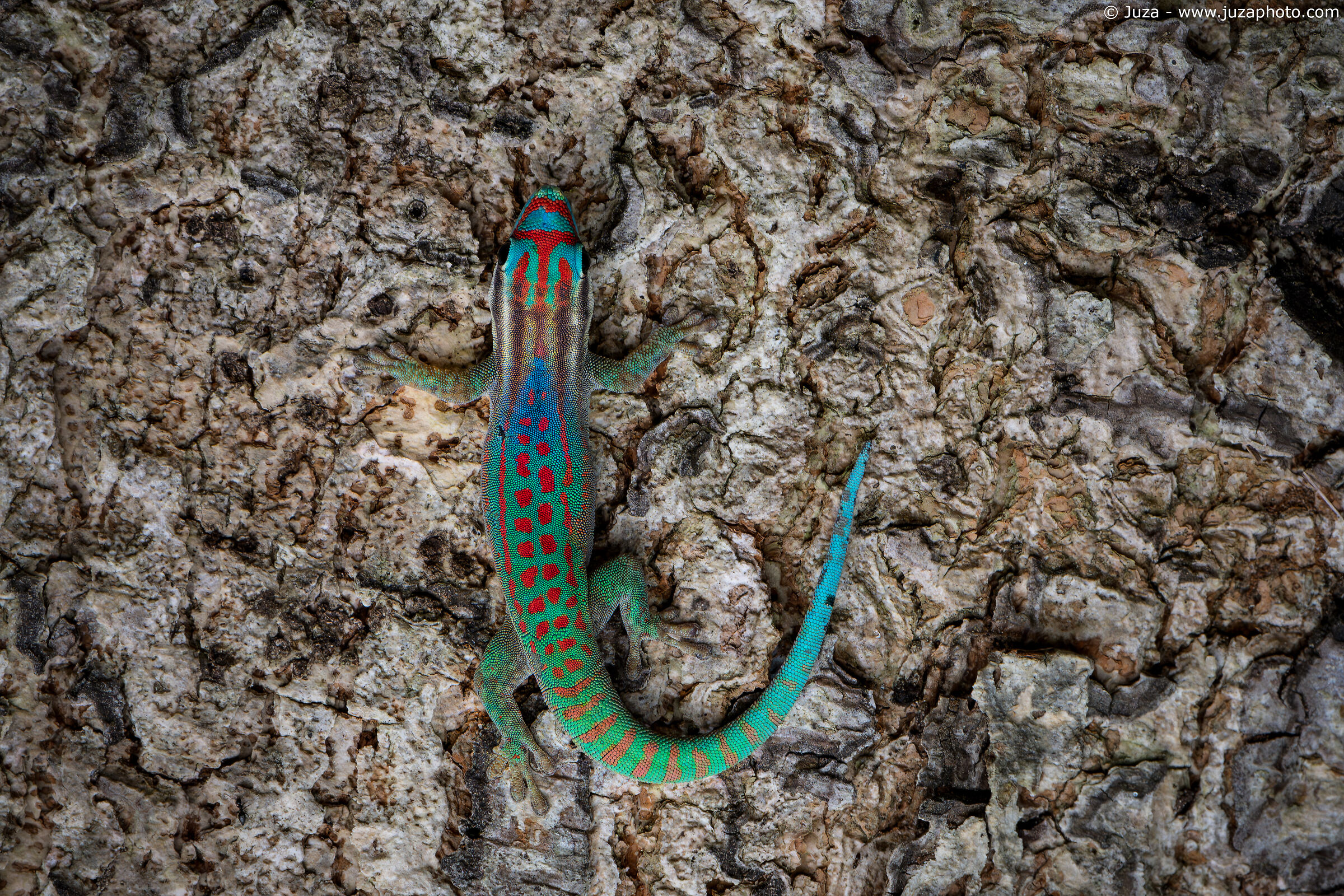 Ornate Day Gecko (Phelsuma ornata)...