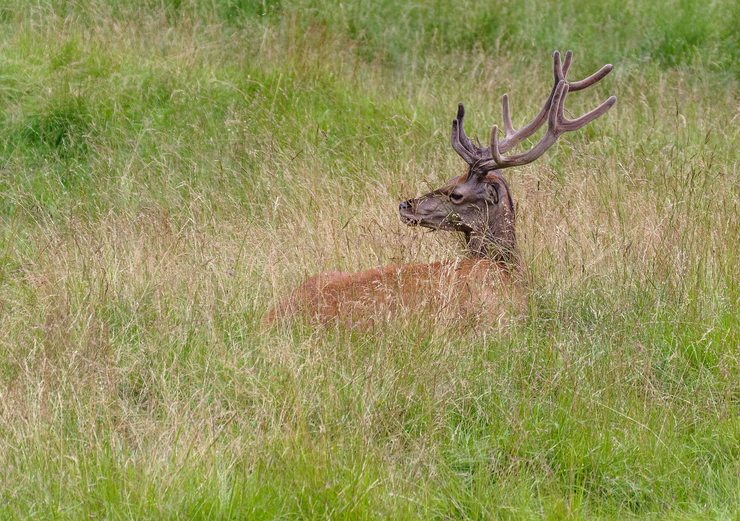 Deer in the summer heat...