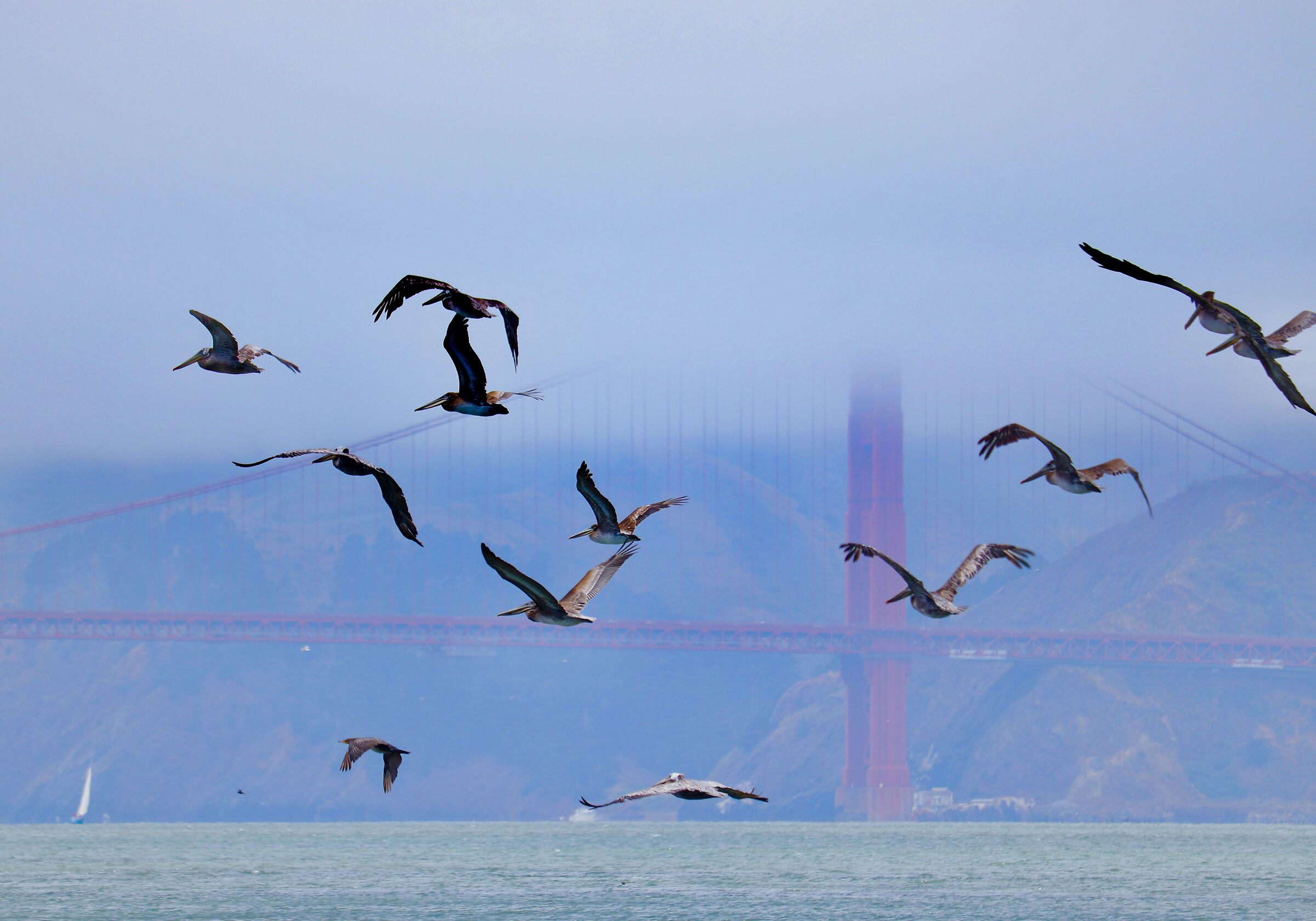 Pelicans and the Golden Gate Bridge...