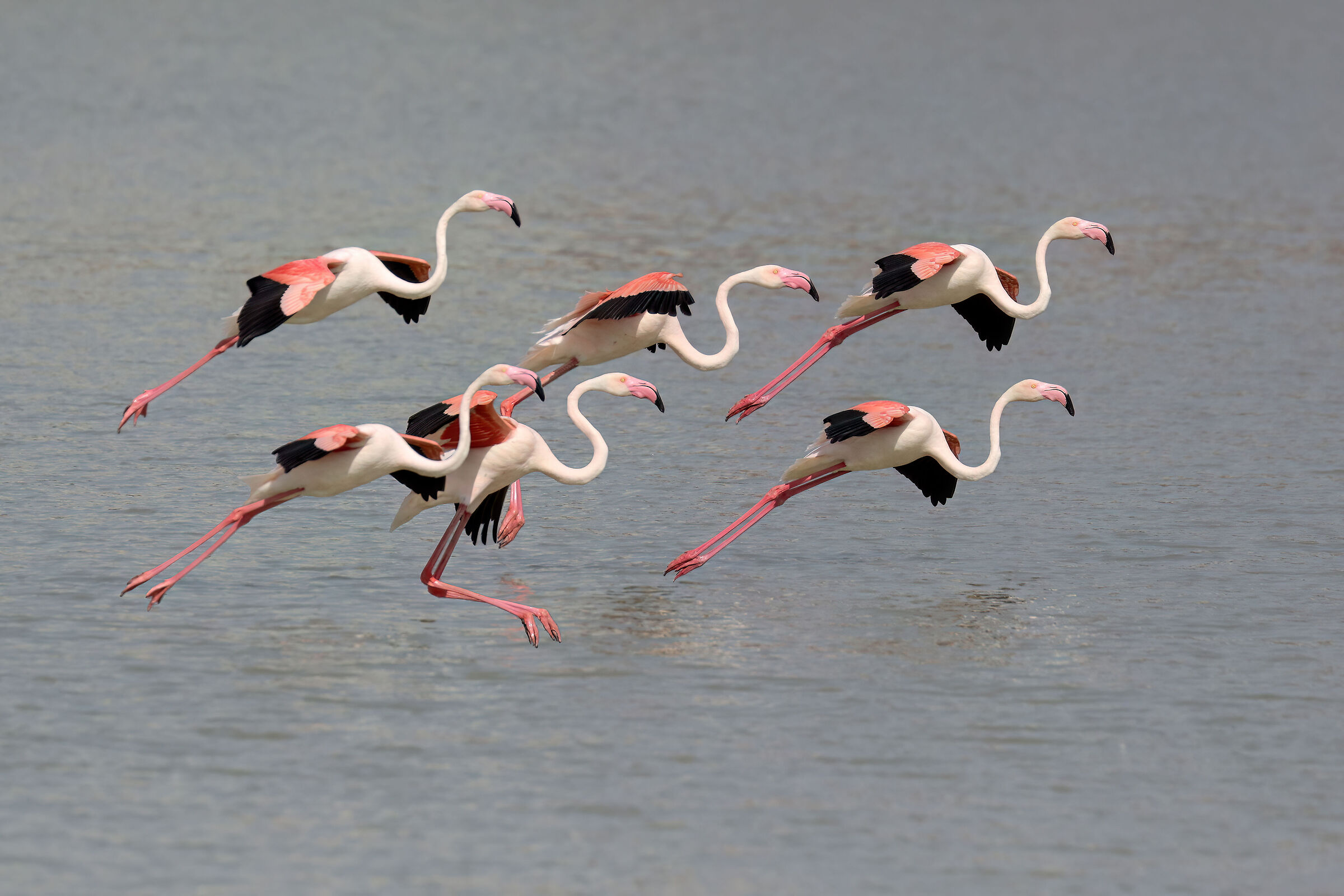 Pink flamingos ...