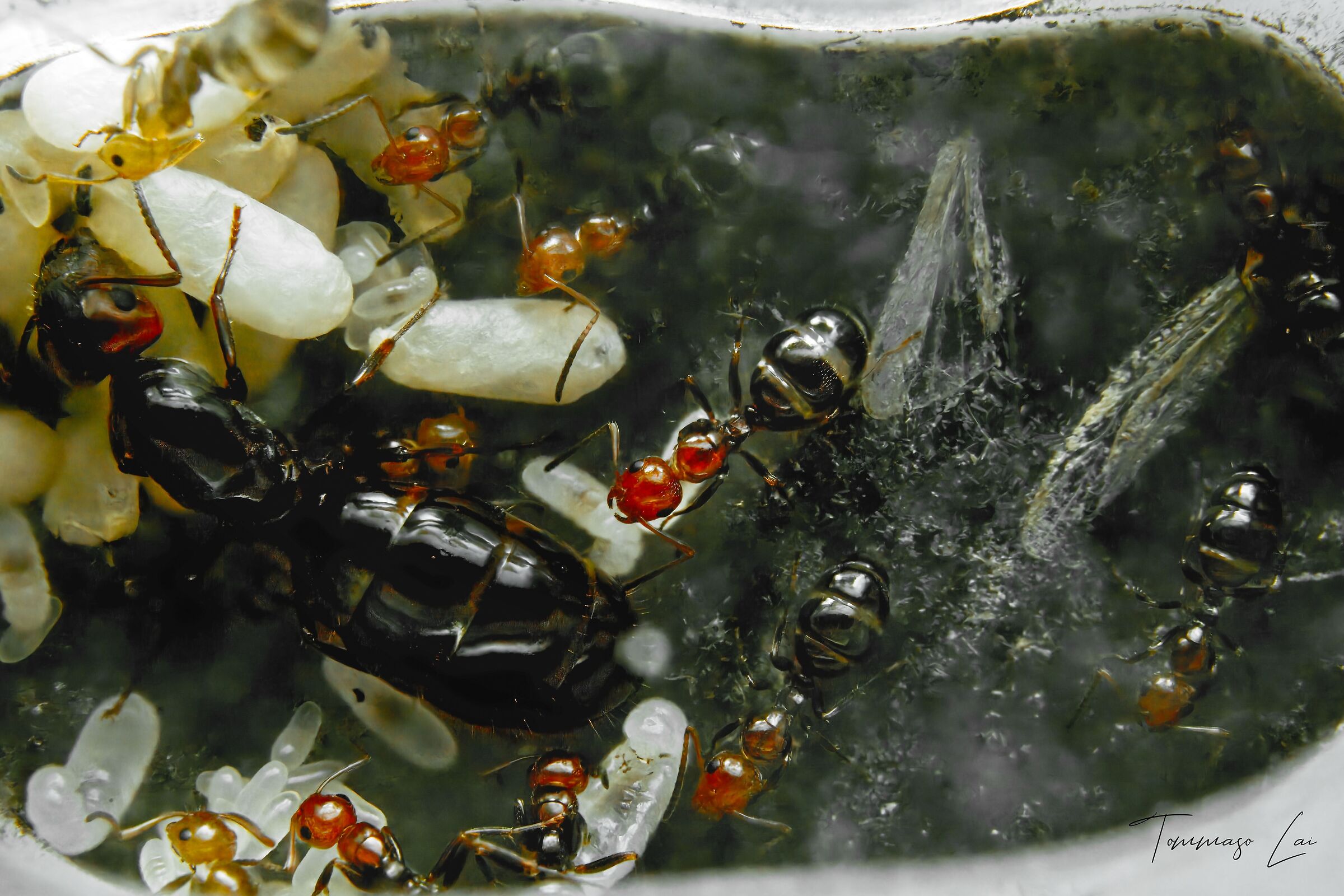 Colonia di Camponotus lateralis - 1 anno di vita...