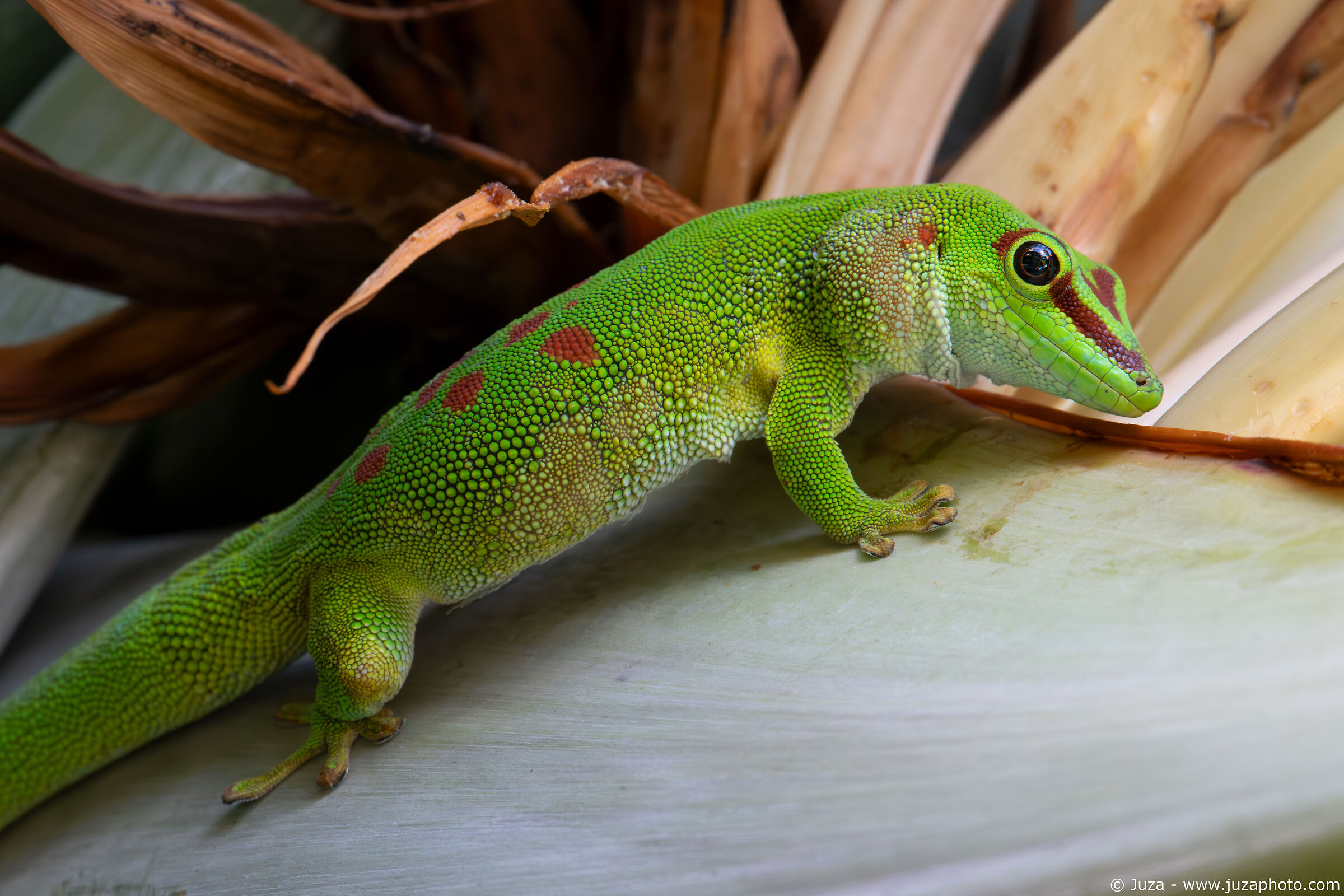 Madagascar giant day gecko (Phelsuma grandis)...
