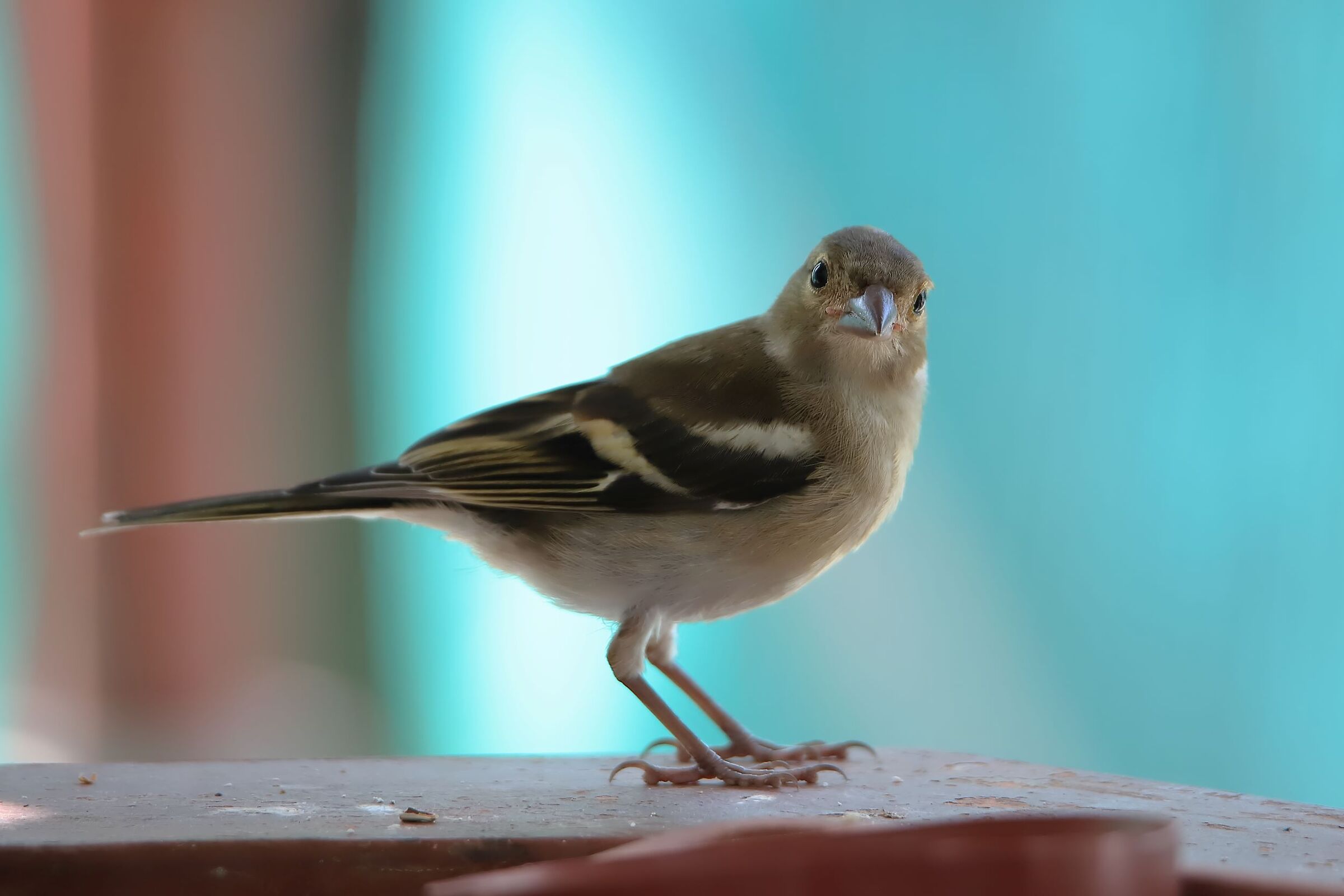 young curious chaffinch...