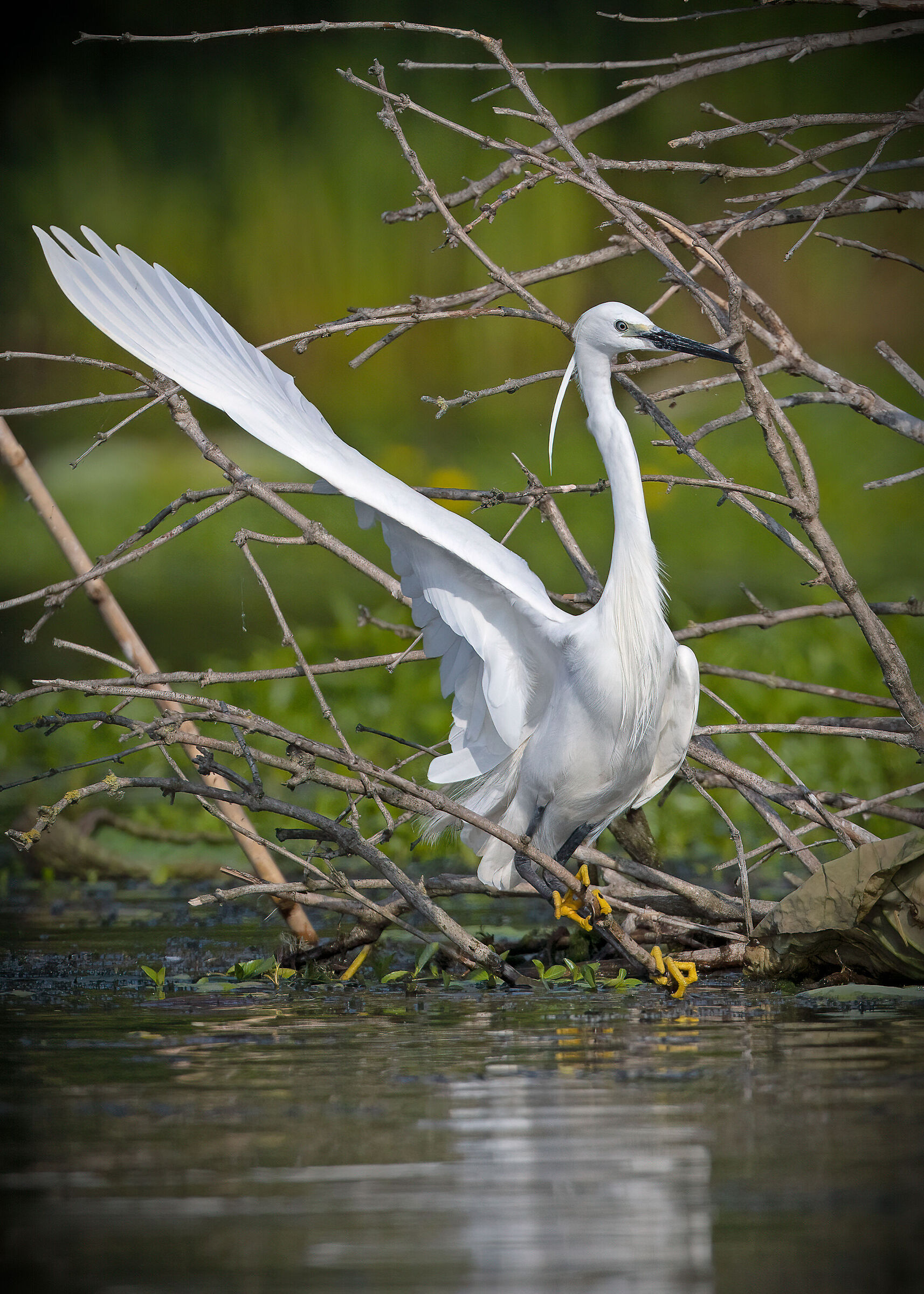 Diligent egret: indication for right turn...