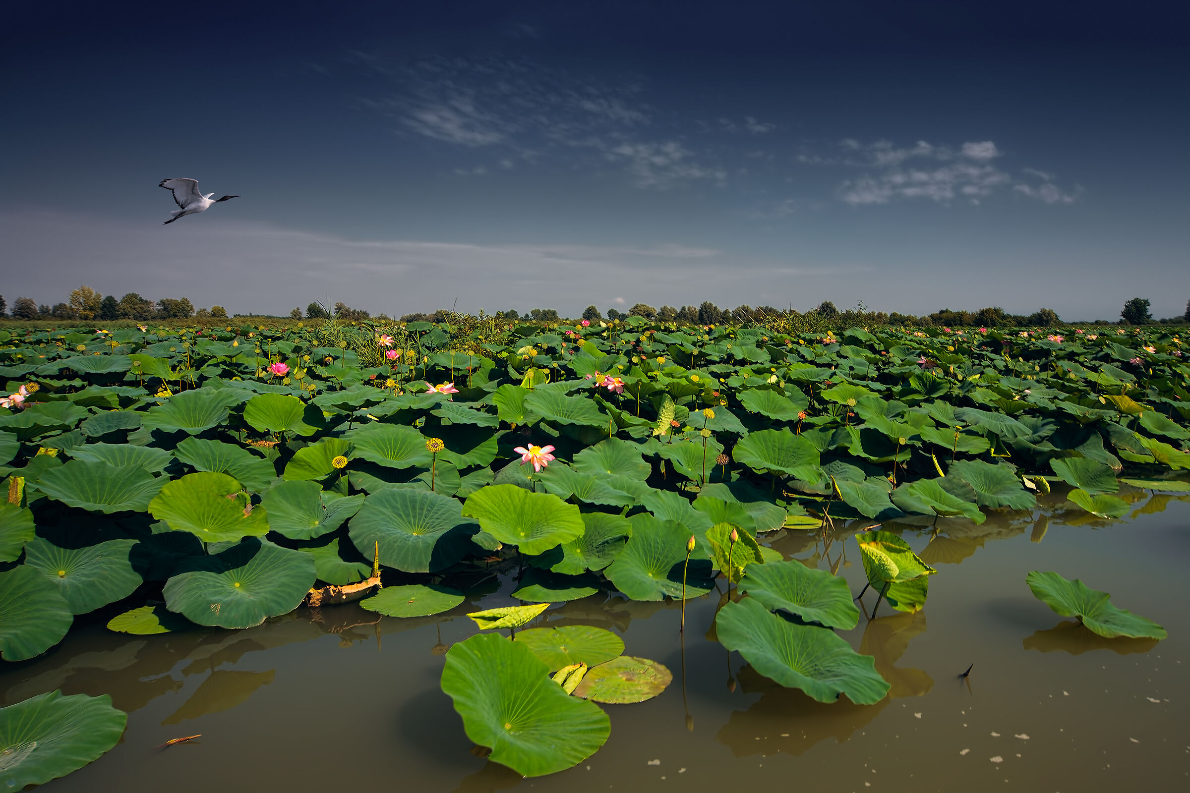 A sacred ibis flies over the lotus bloom...