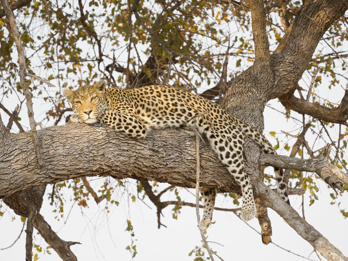 Leopardo in siesta...