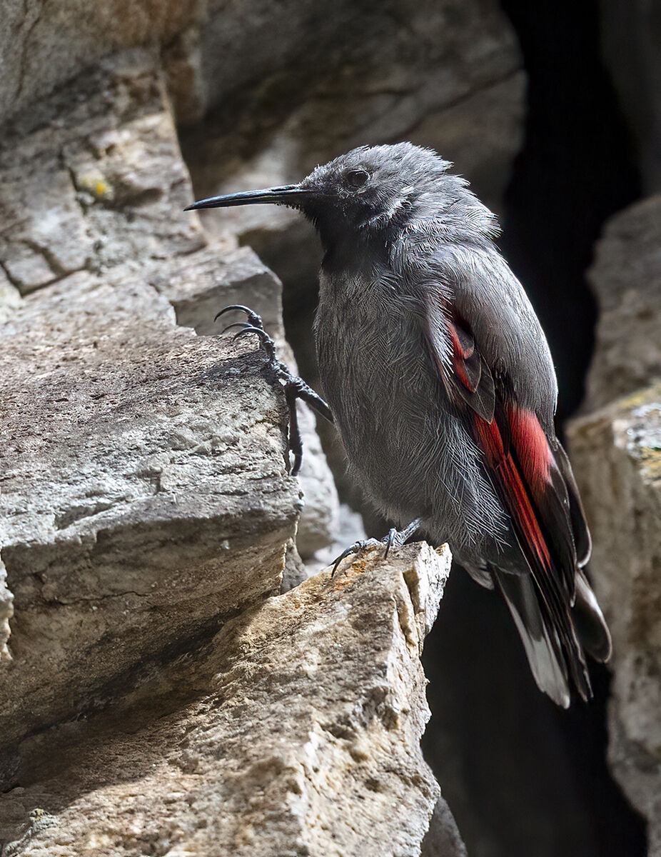 The claw of the wallcreeper...