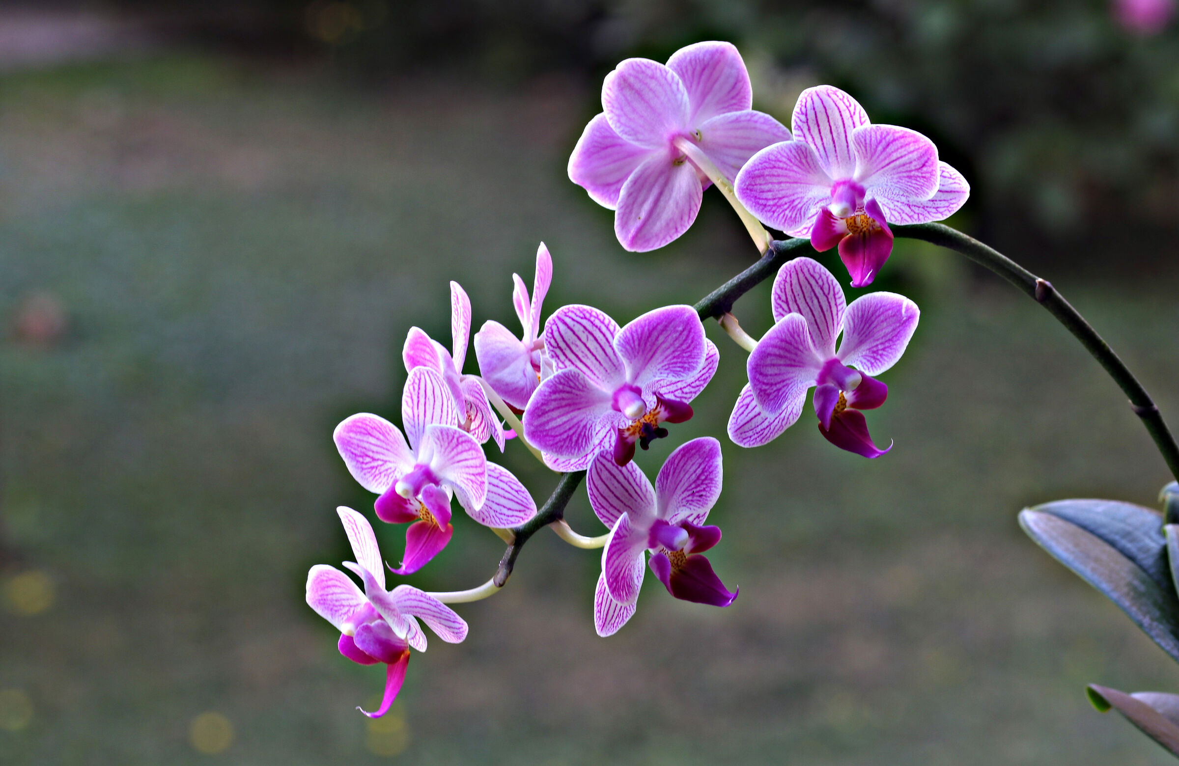 Orchid phalaenopsis...