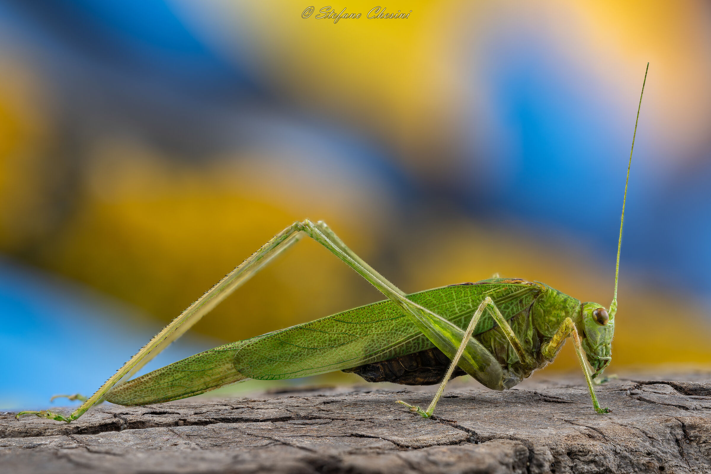 Grasshopper superstar...