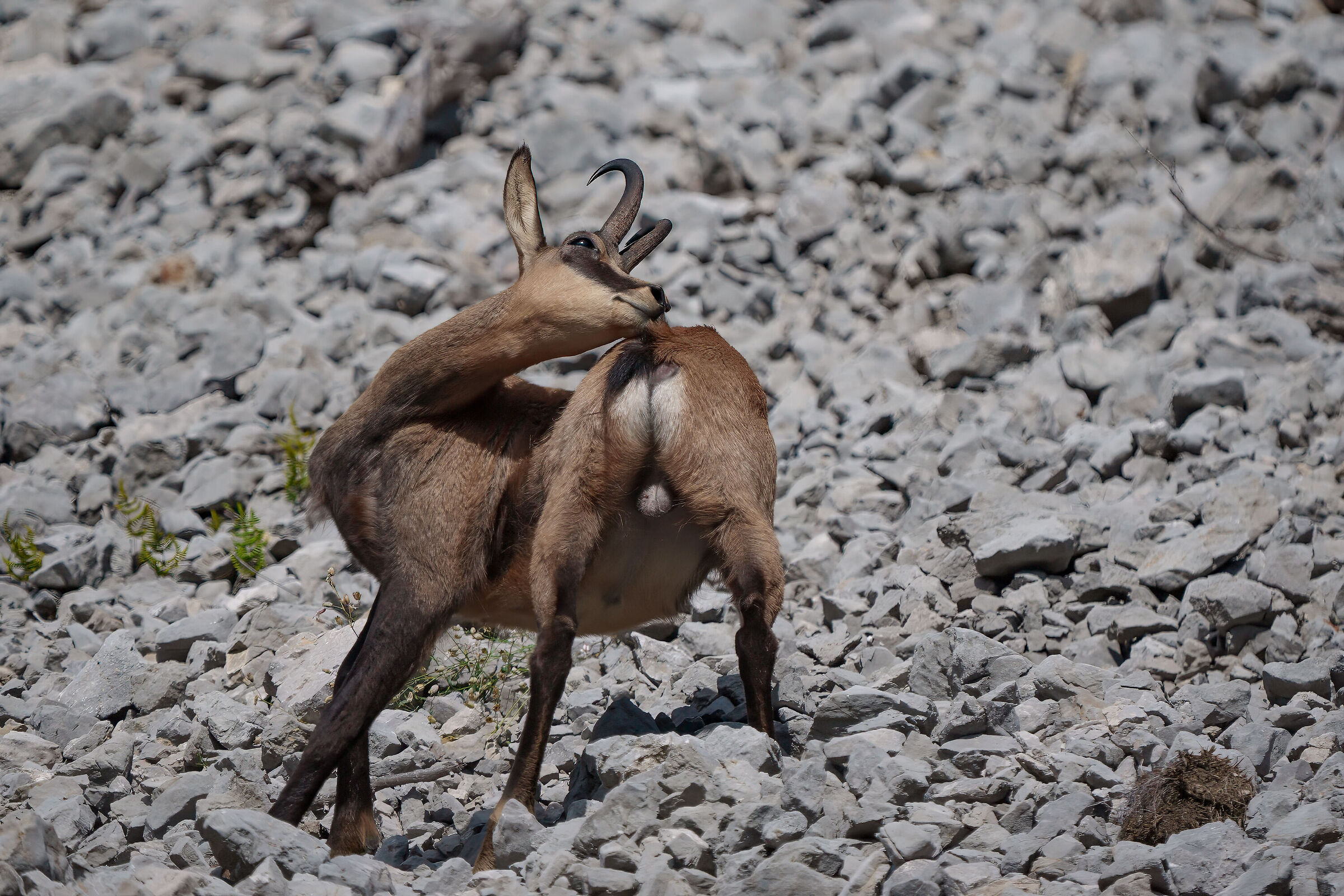 Contortionist male chamois...