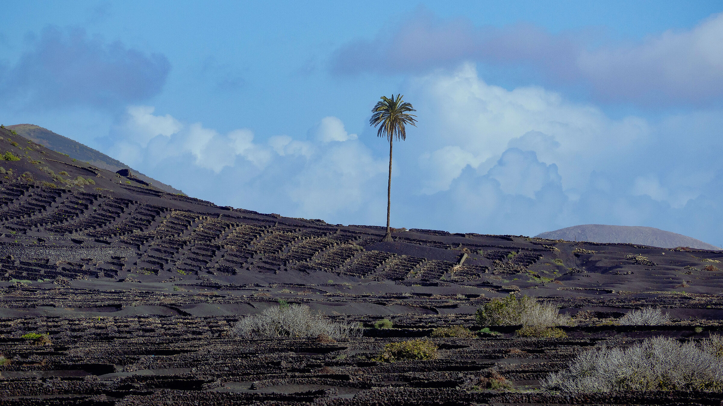 Palm tree in the vineyards of Lanzarote...