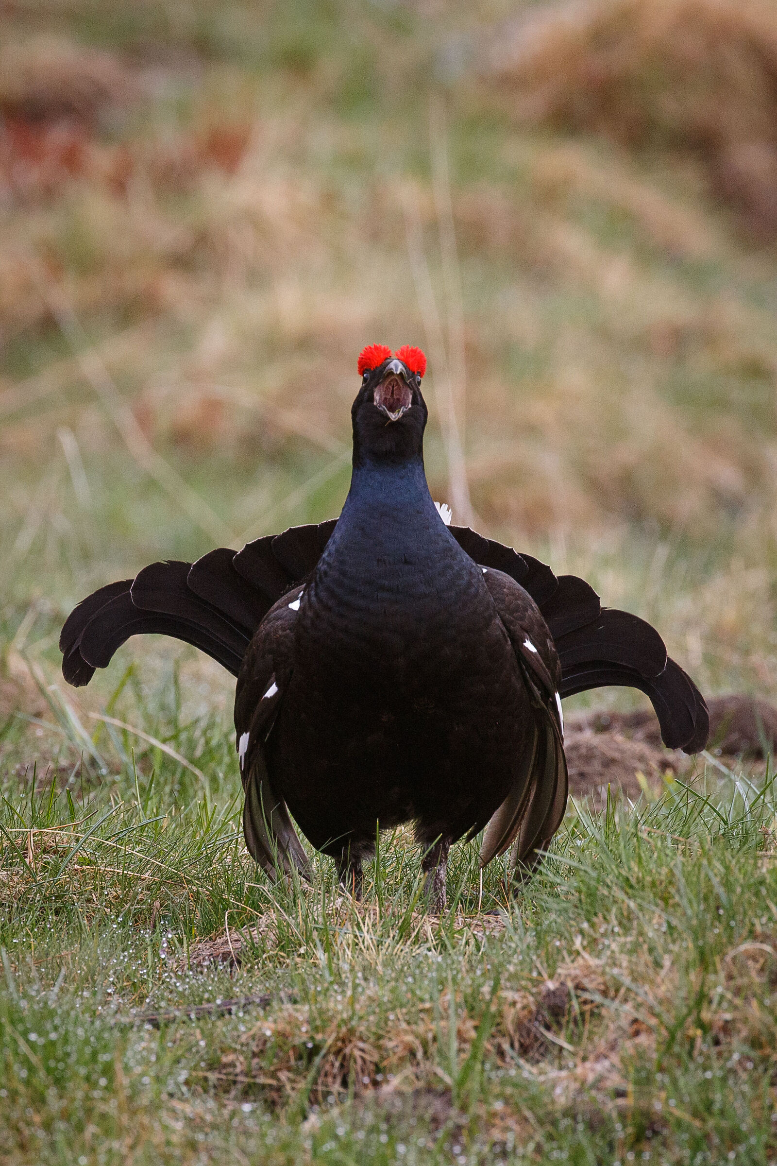 Black grouse in arena...