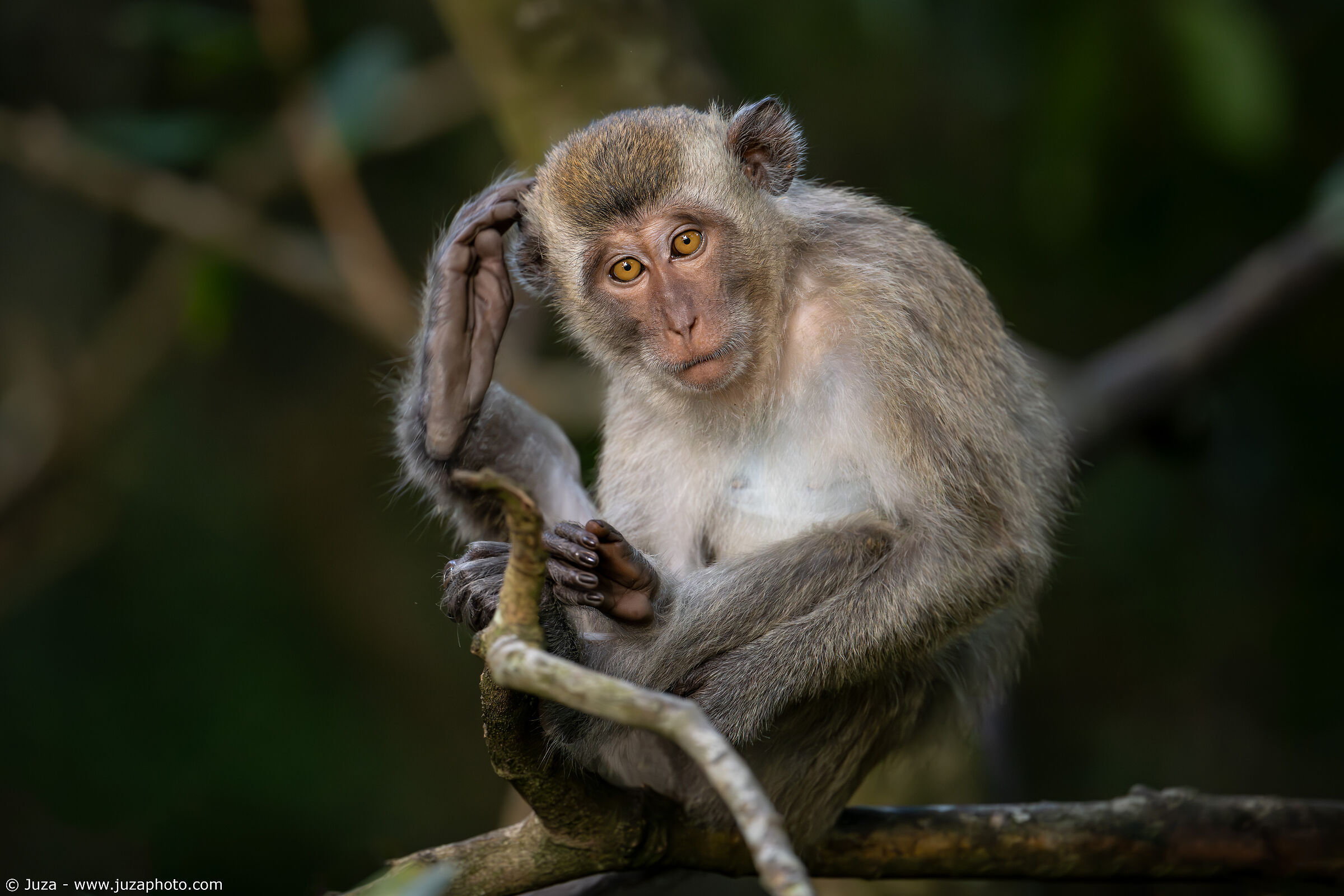 La posa del macaco (Macaca fascicularis)...