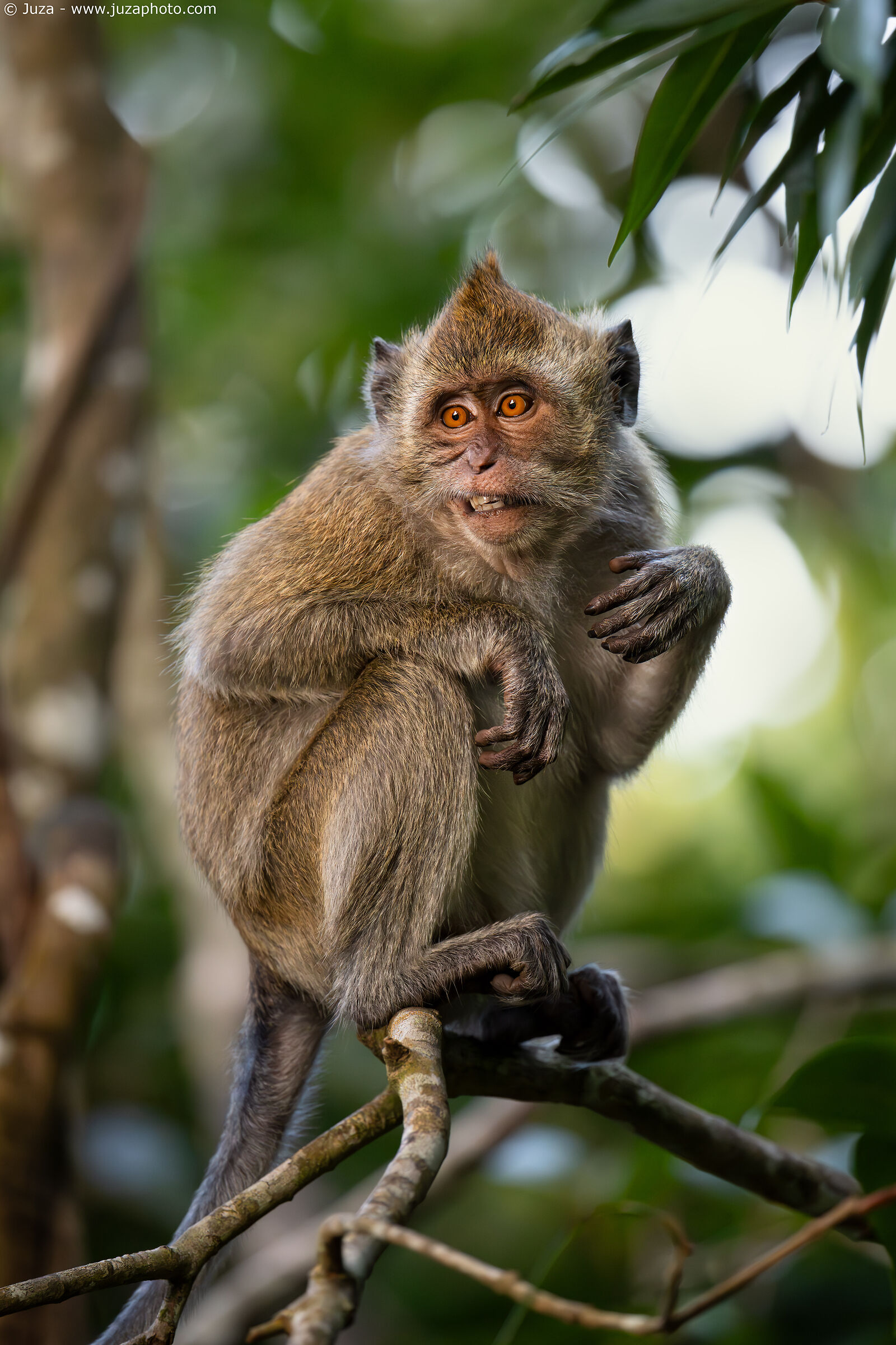 Long-tailed Macaque (Macaca fascicularis)...