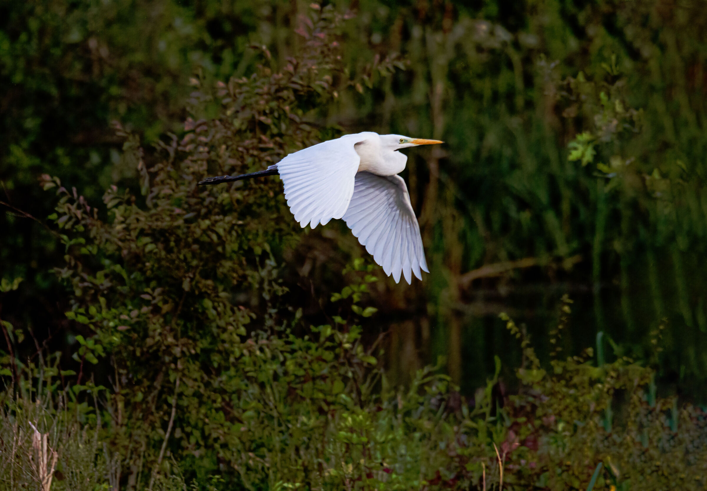 Great white heron...