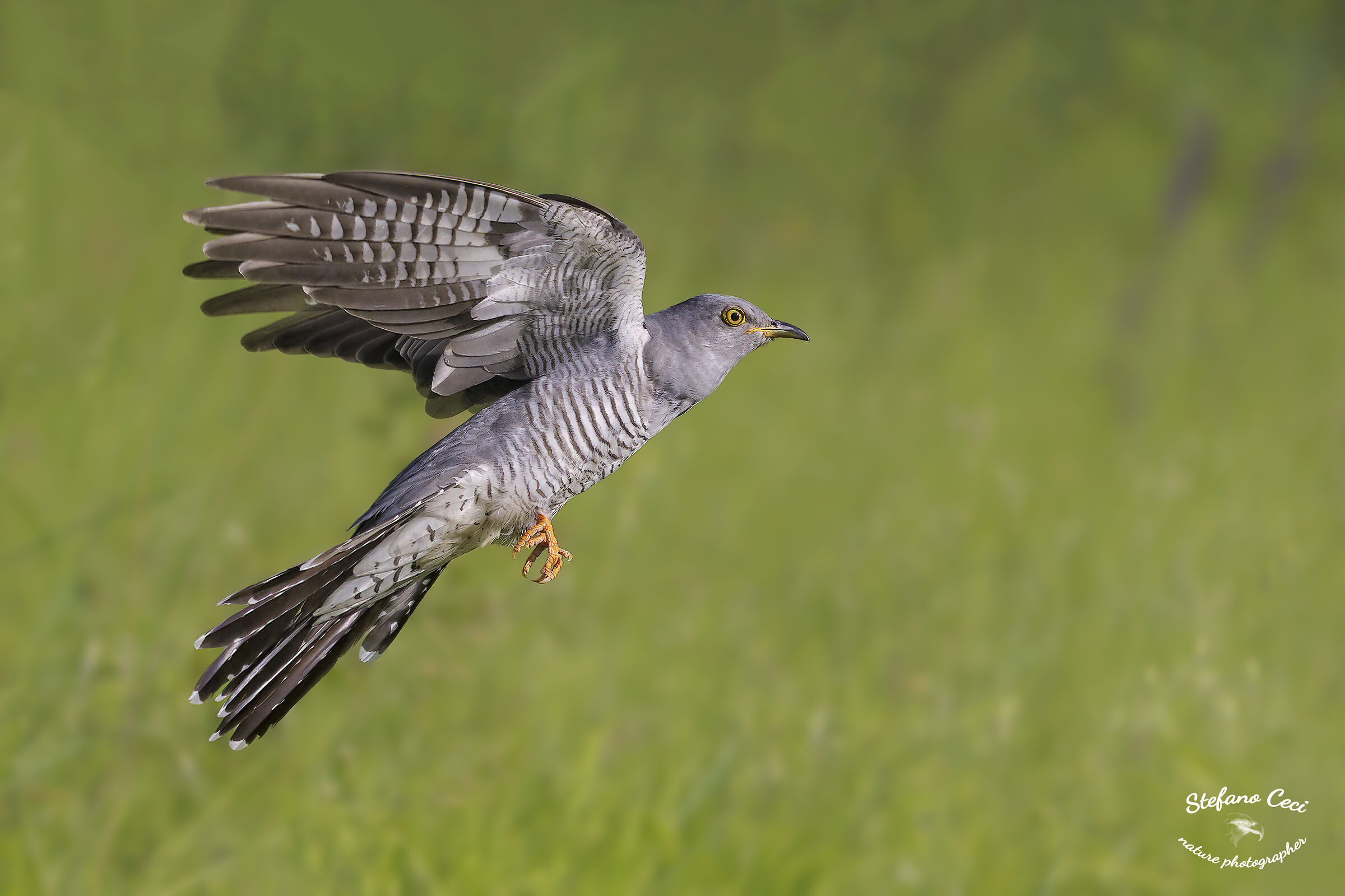 Cuckoo in flight...
