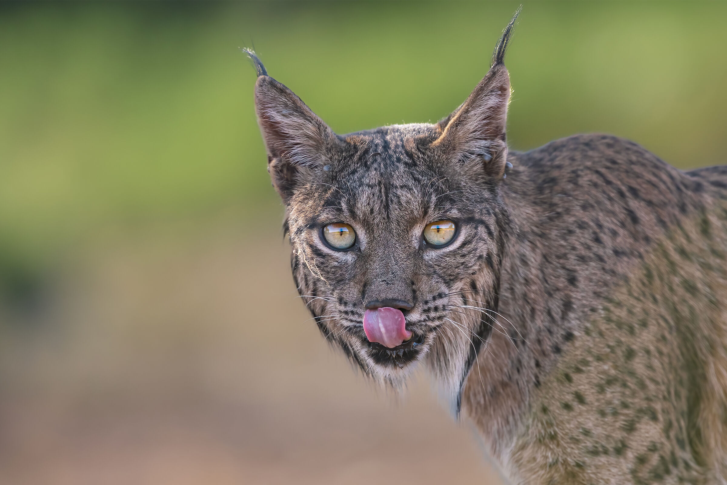 Iberian lynx (portrait)...