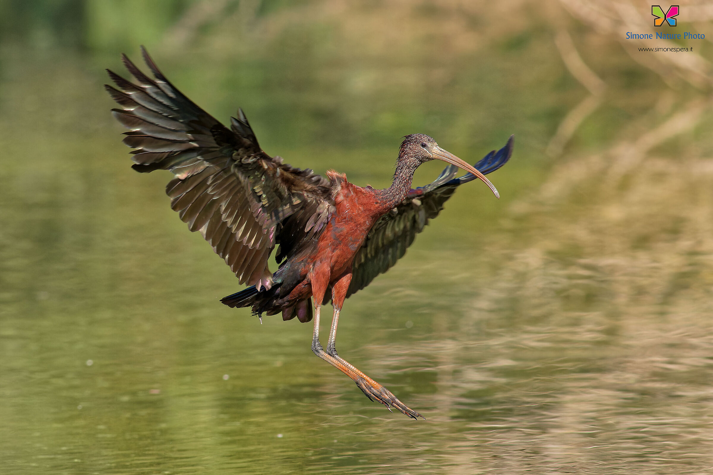 Glossy ibis......