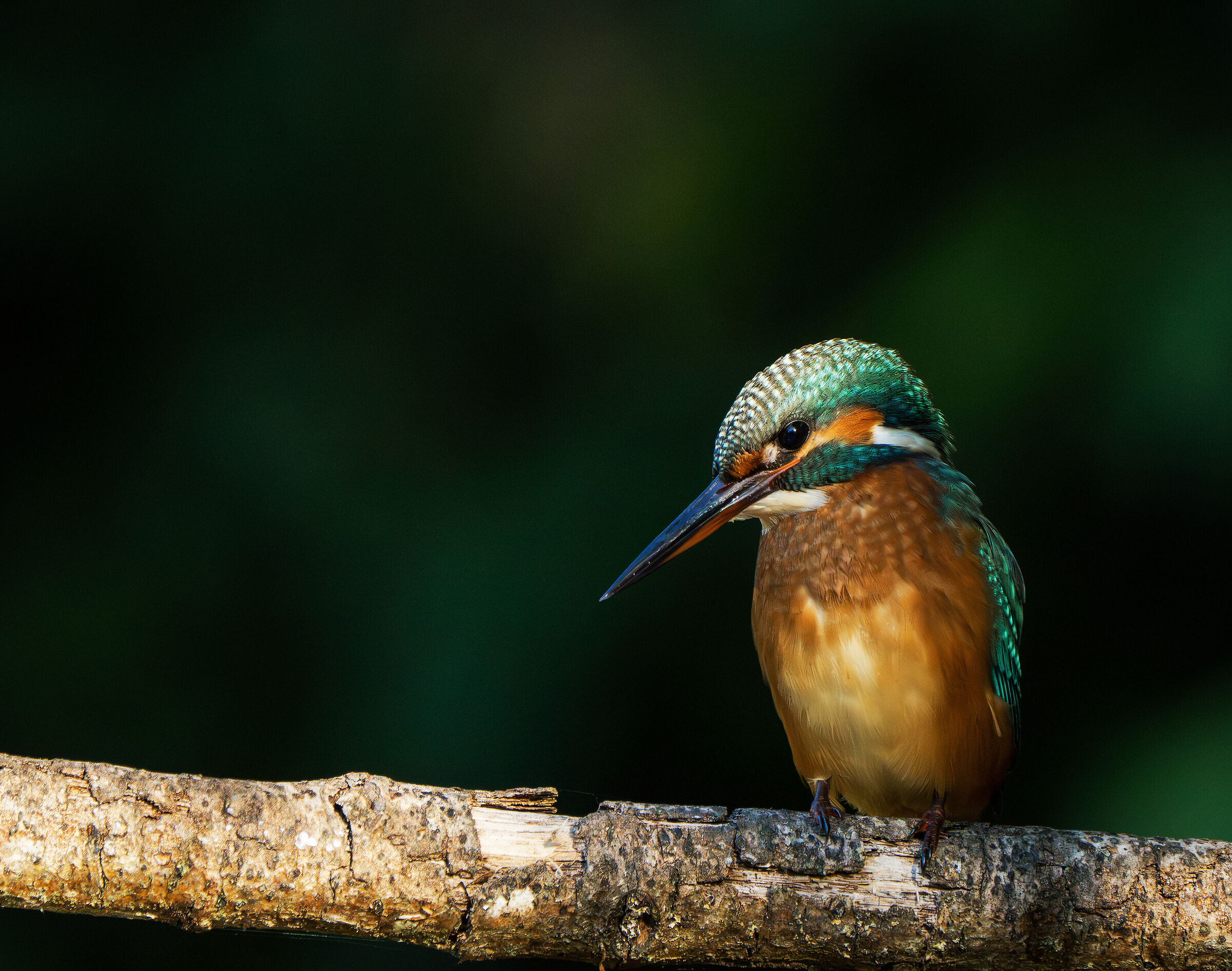 The King Fisher...