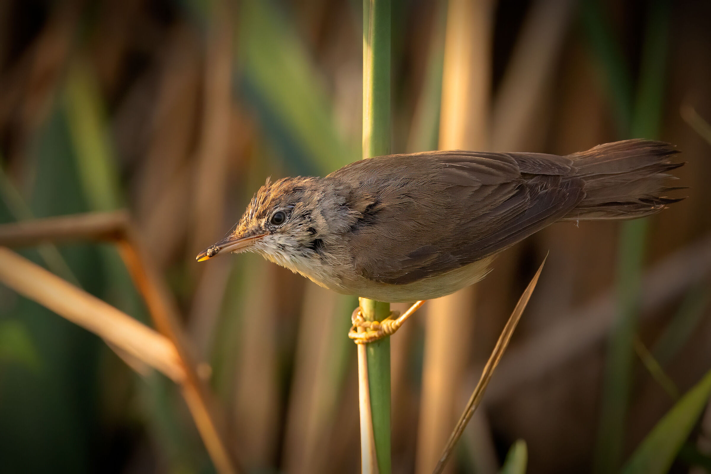 Reed warbler with insect...