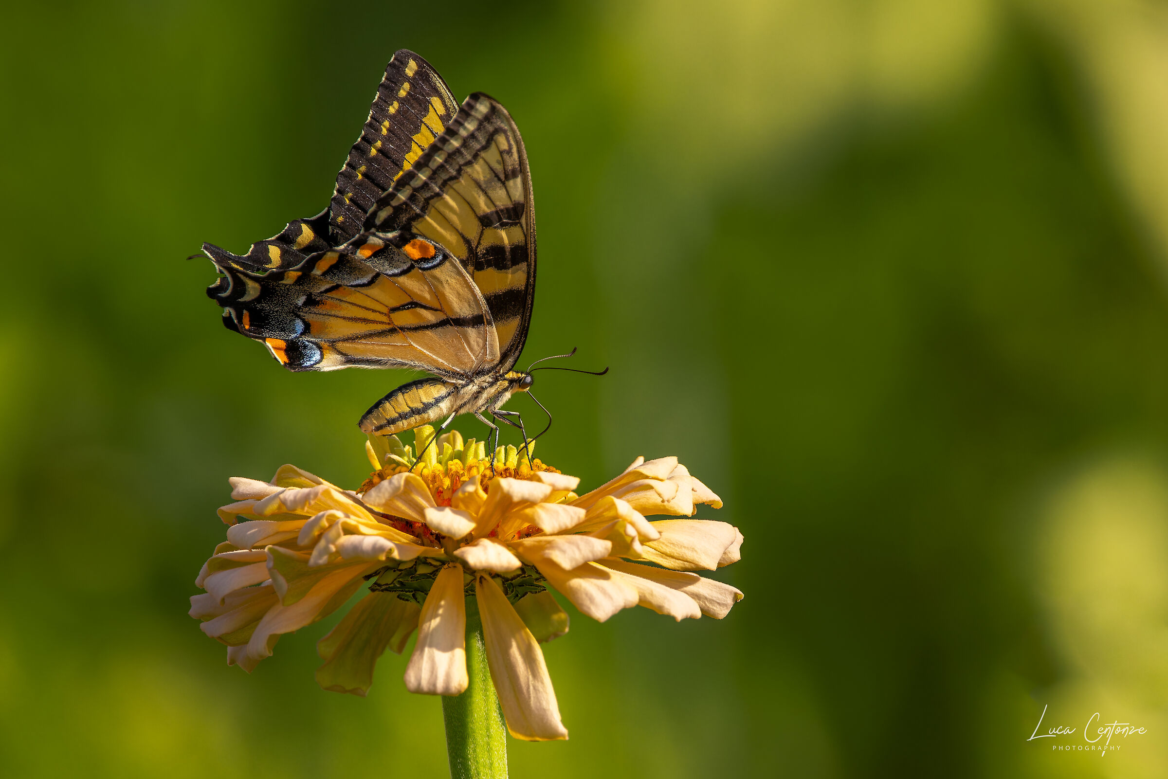 Eastern tiger Swallowtail (Papilio glaucus)...