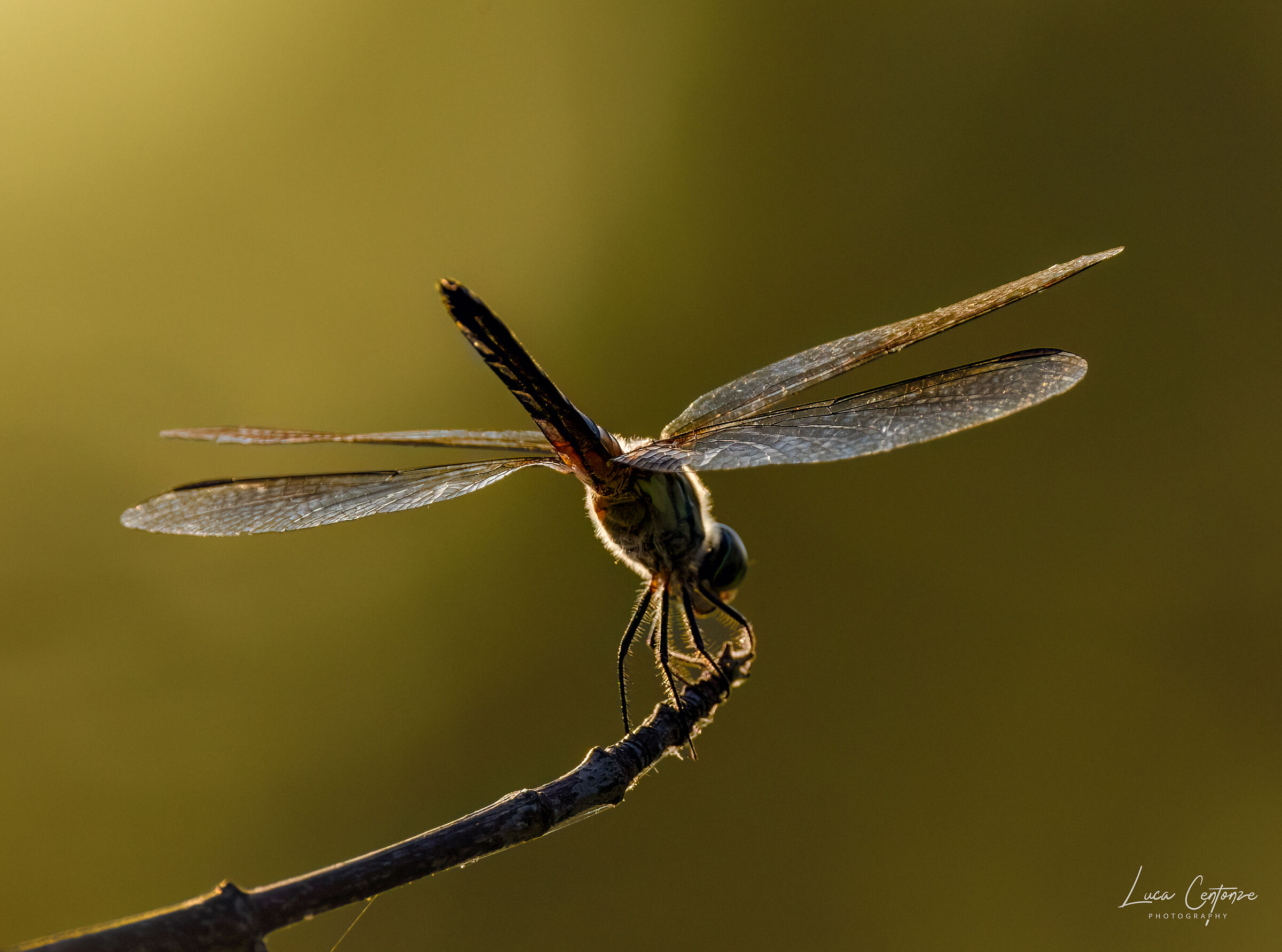 Dragonfly backlit...