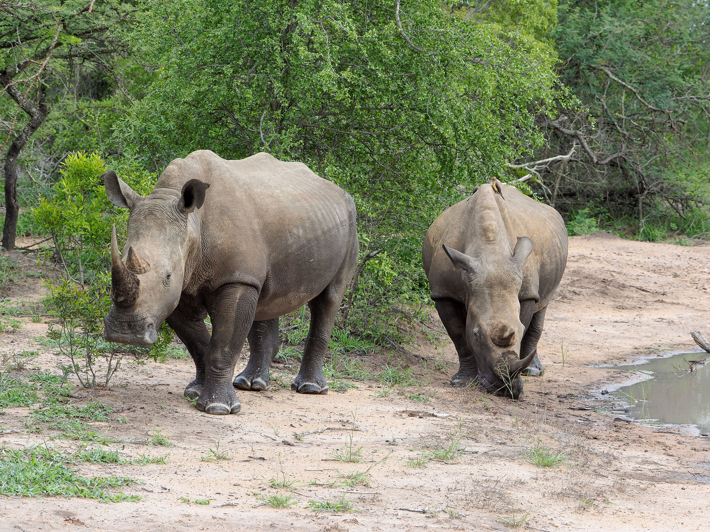 Rinoceronti bianchi...