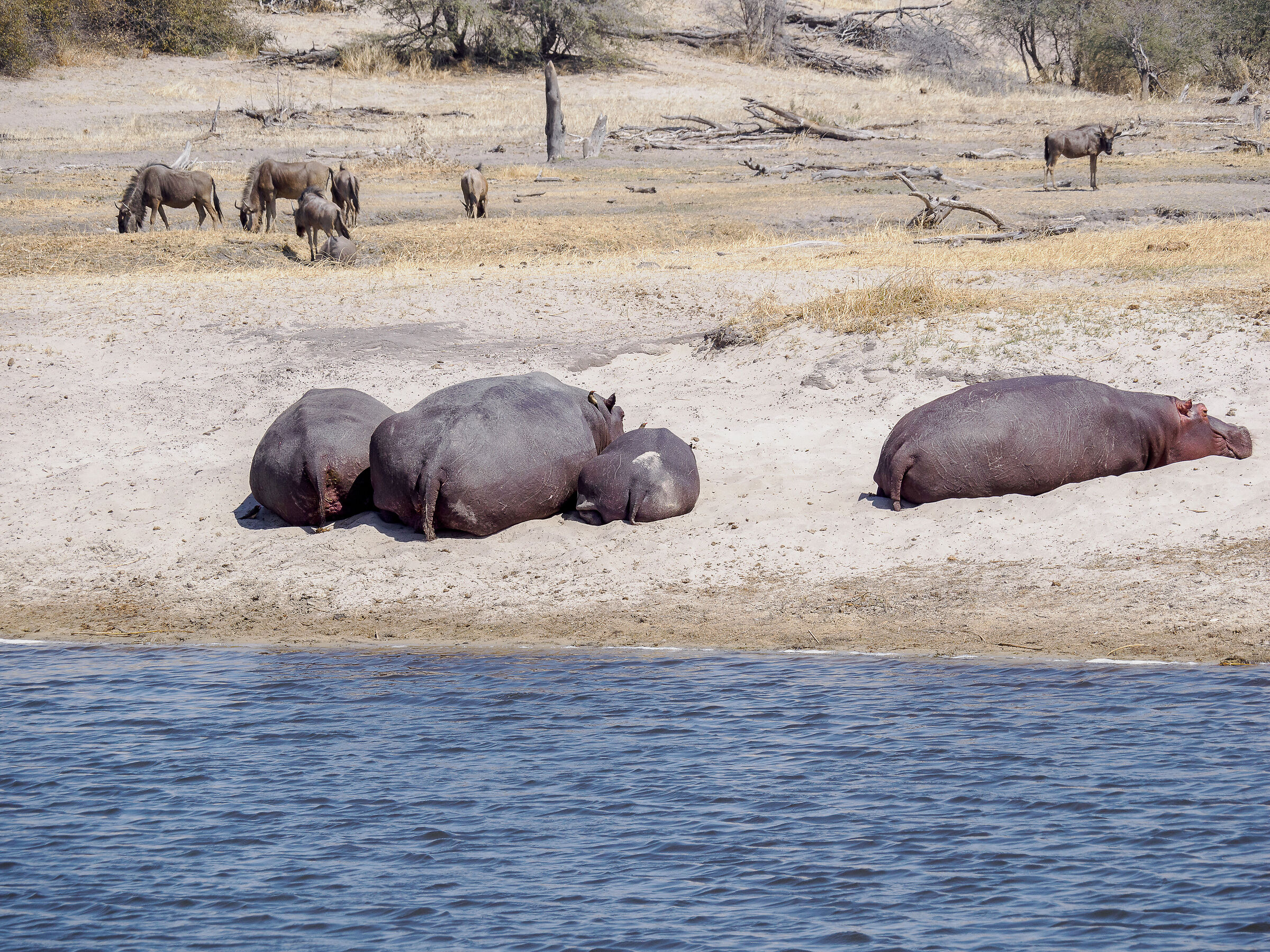 Hippos beached at MAKGADIKGADI NP...