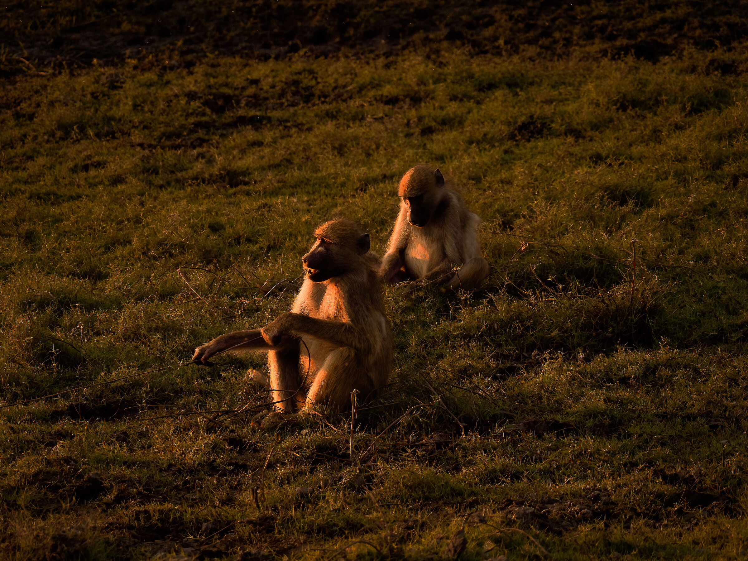 Baboons at Chobe...