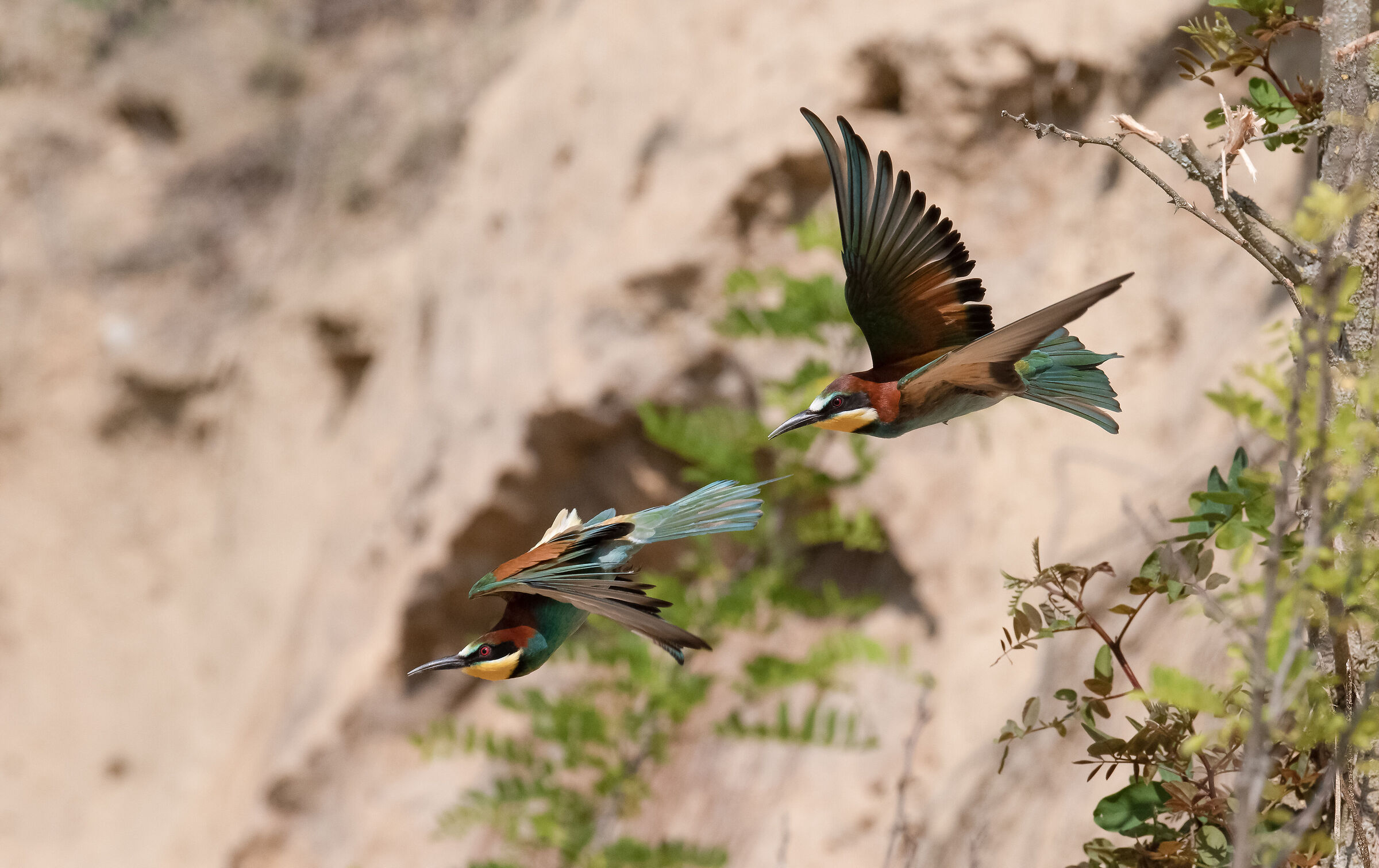 Bee-eaters - dive hunting...