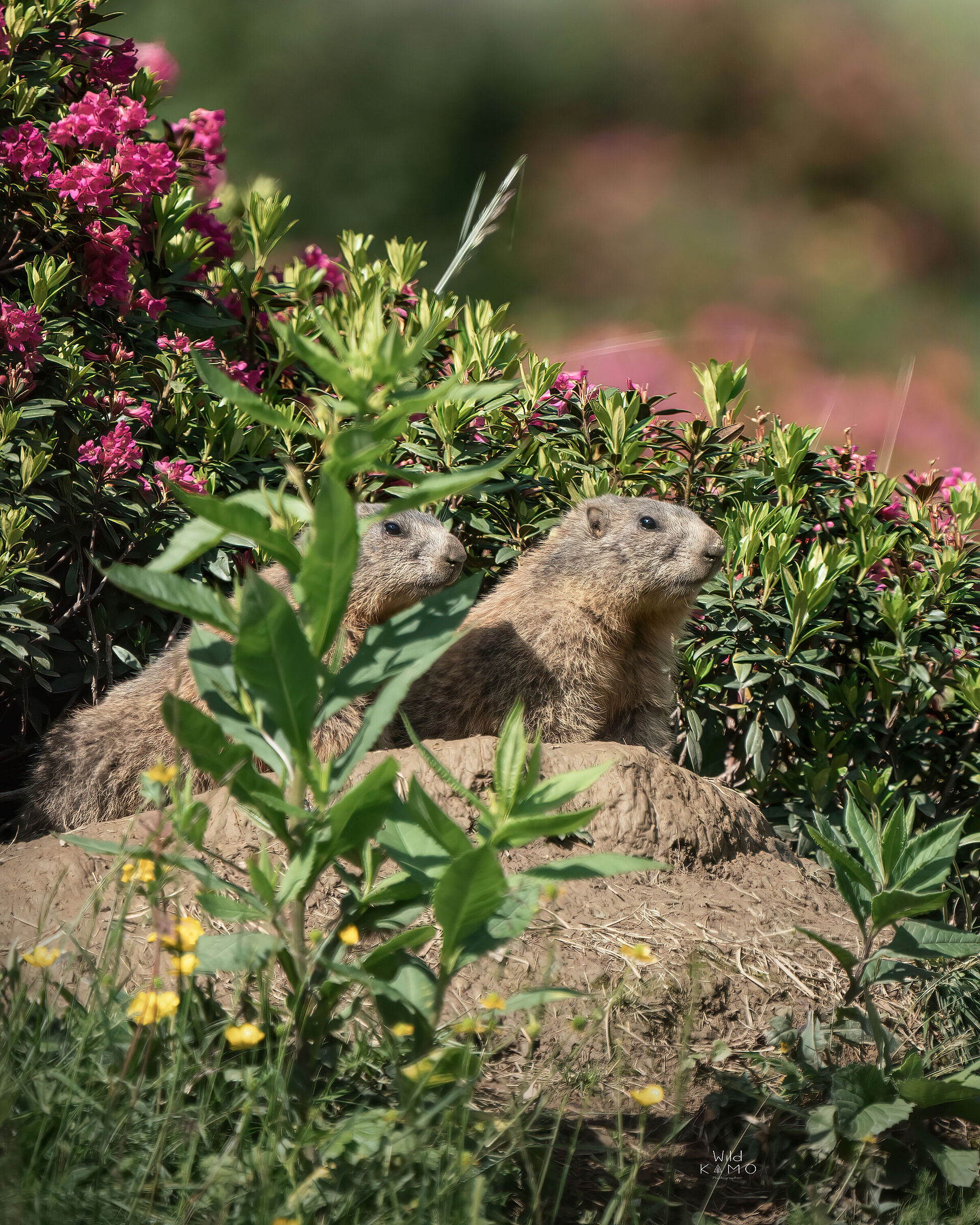 Marmotte Curiose...