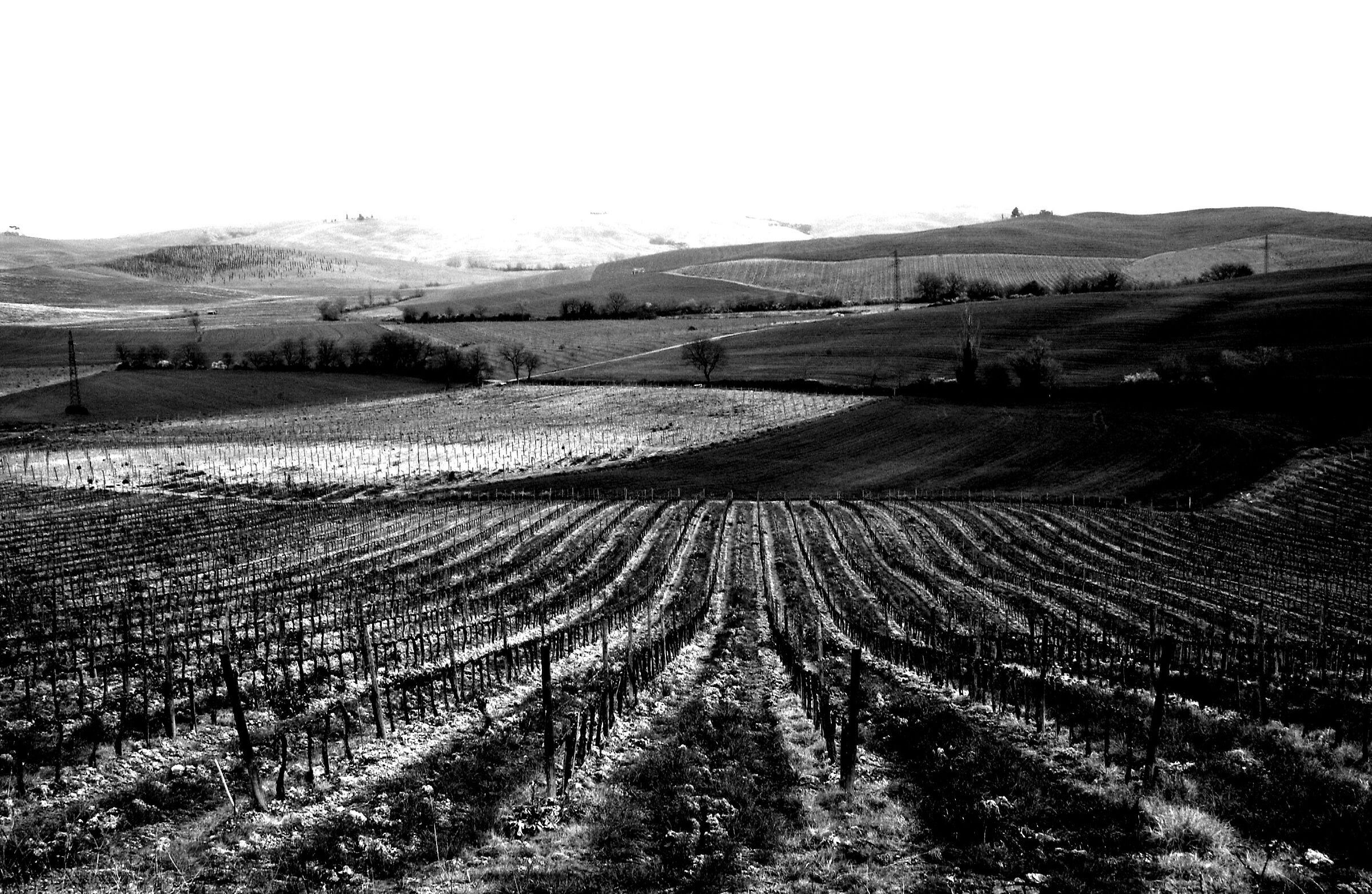 Tuscan vineyards n°1...