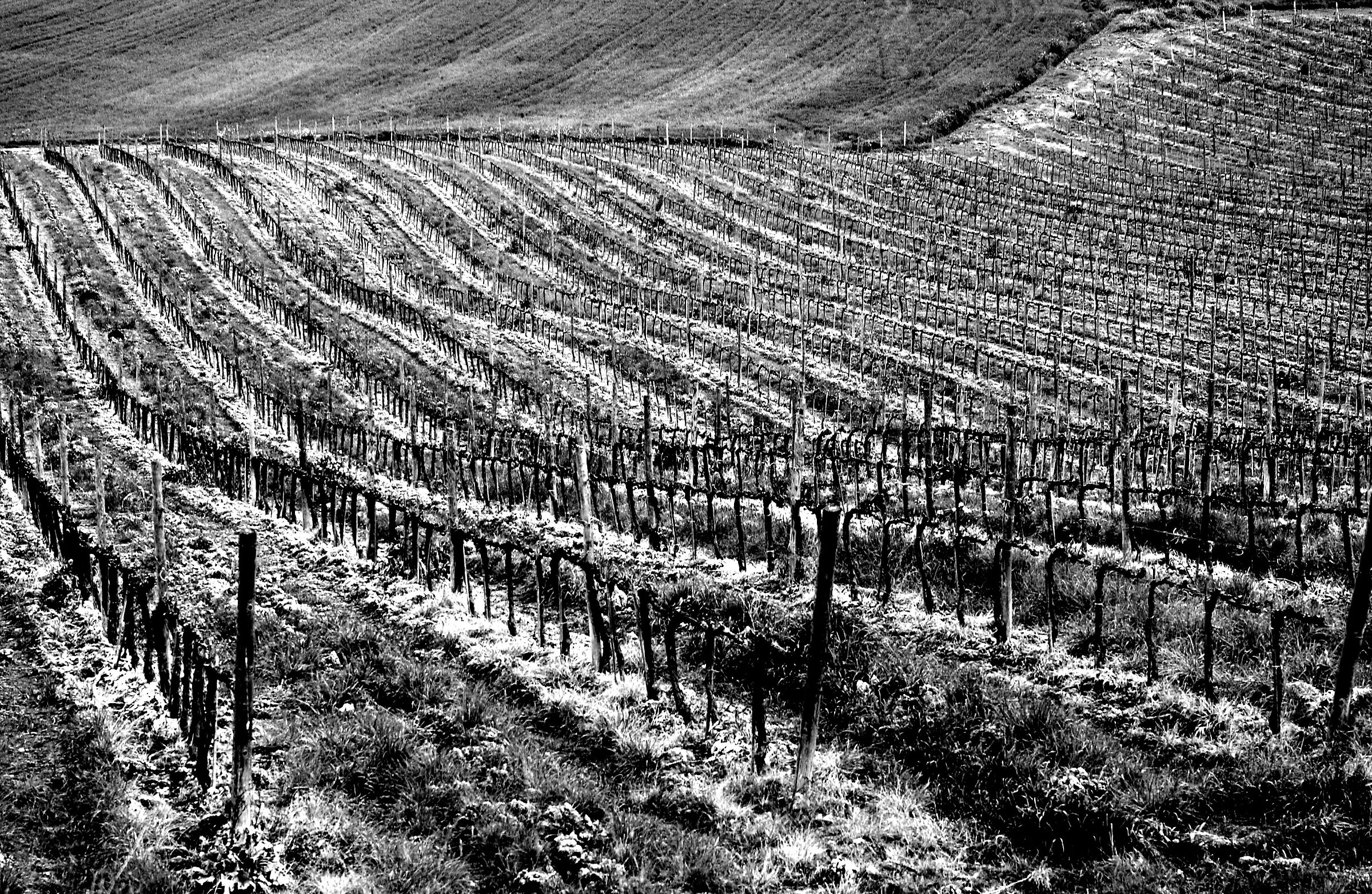 Tuscan vineyards n°2...