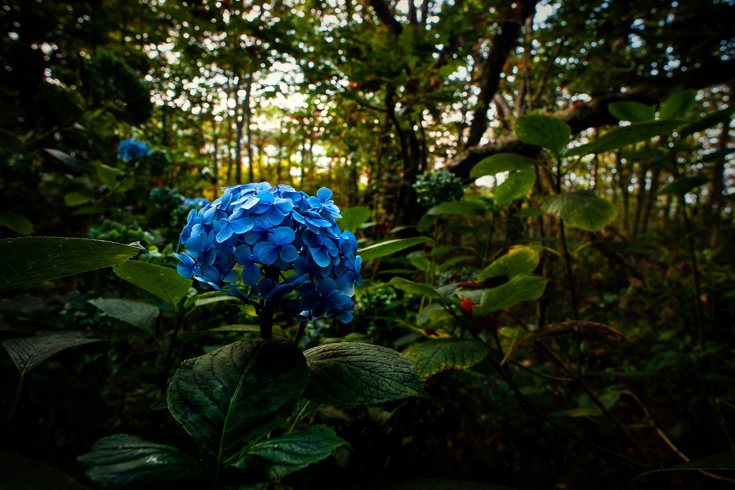 Hydrangea in the Laurisilva Forest, Madeira...