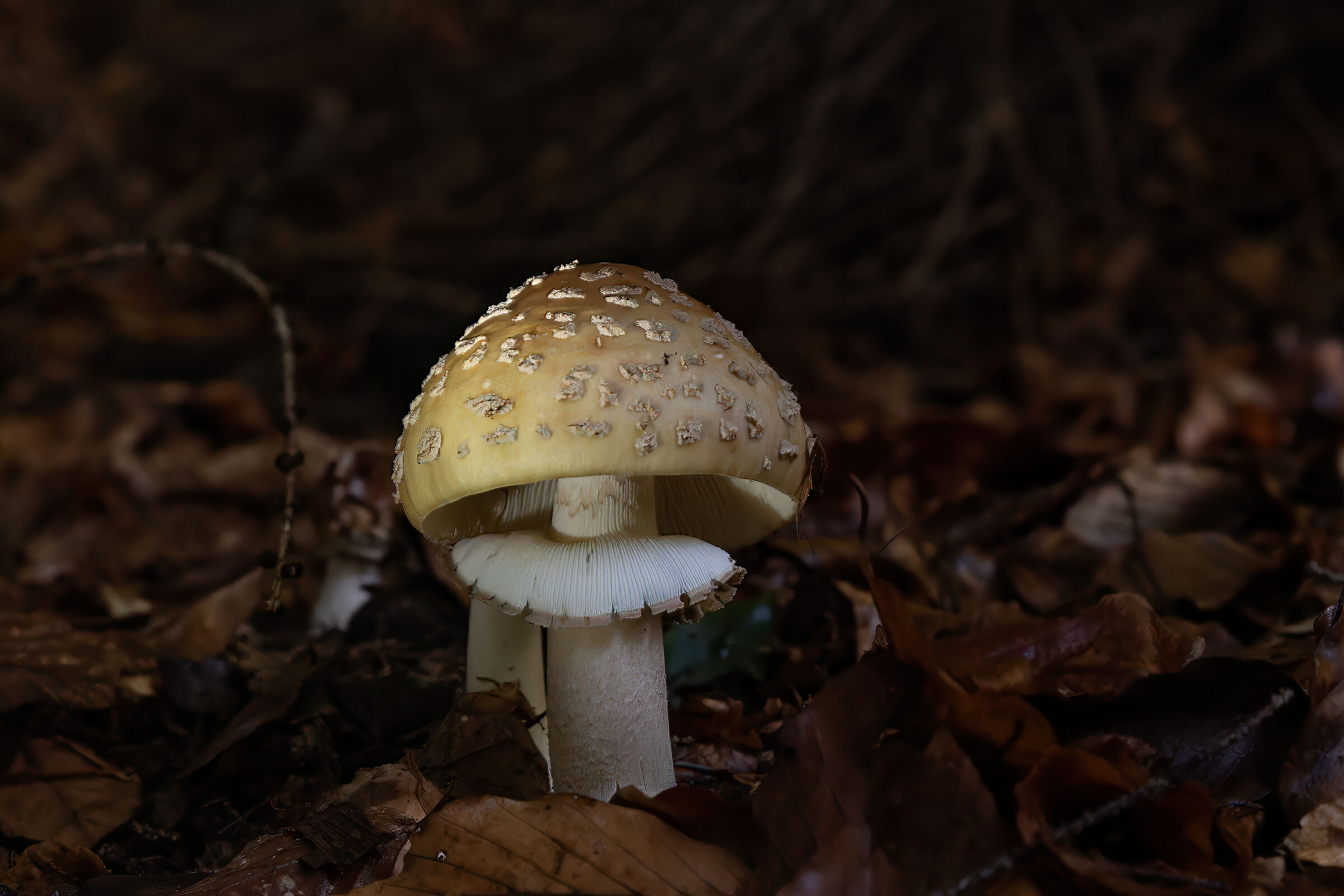 Mushroom time...