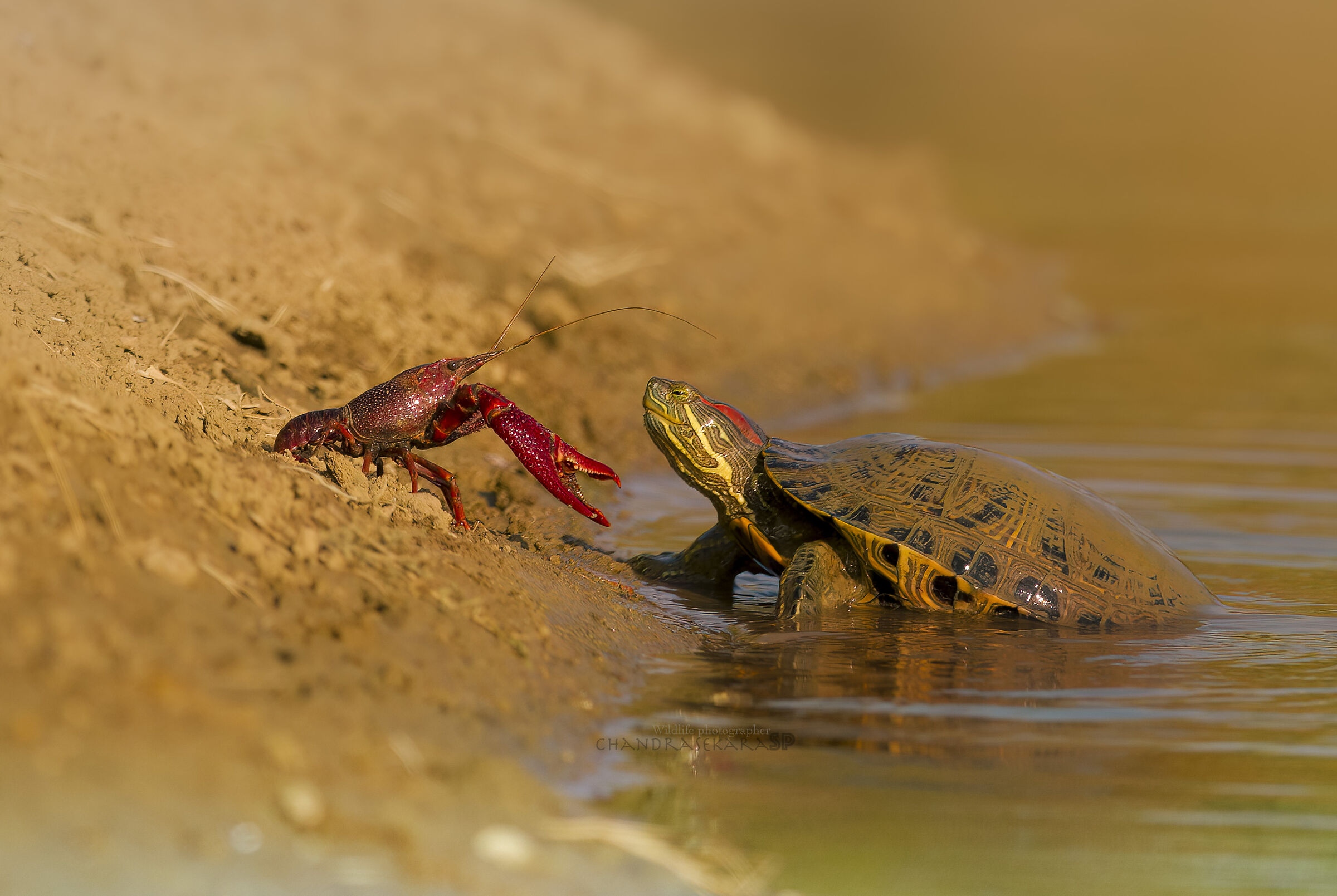 Red shrimp with turtle...