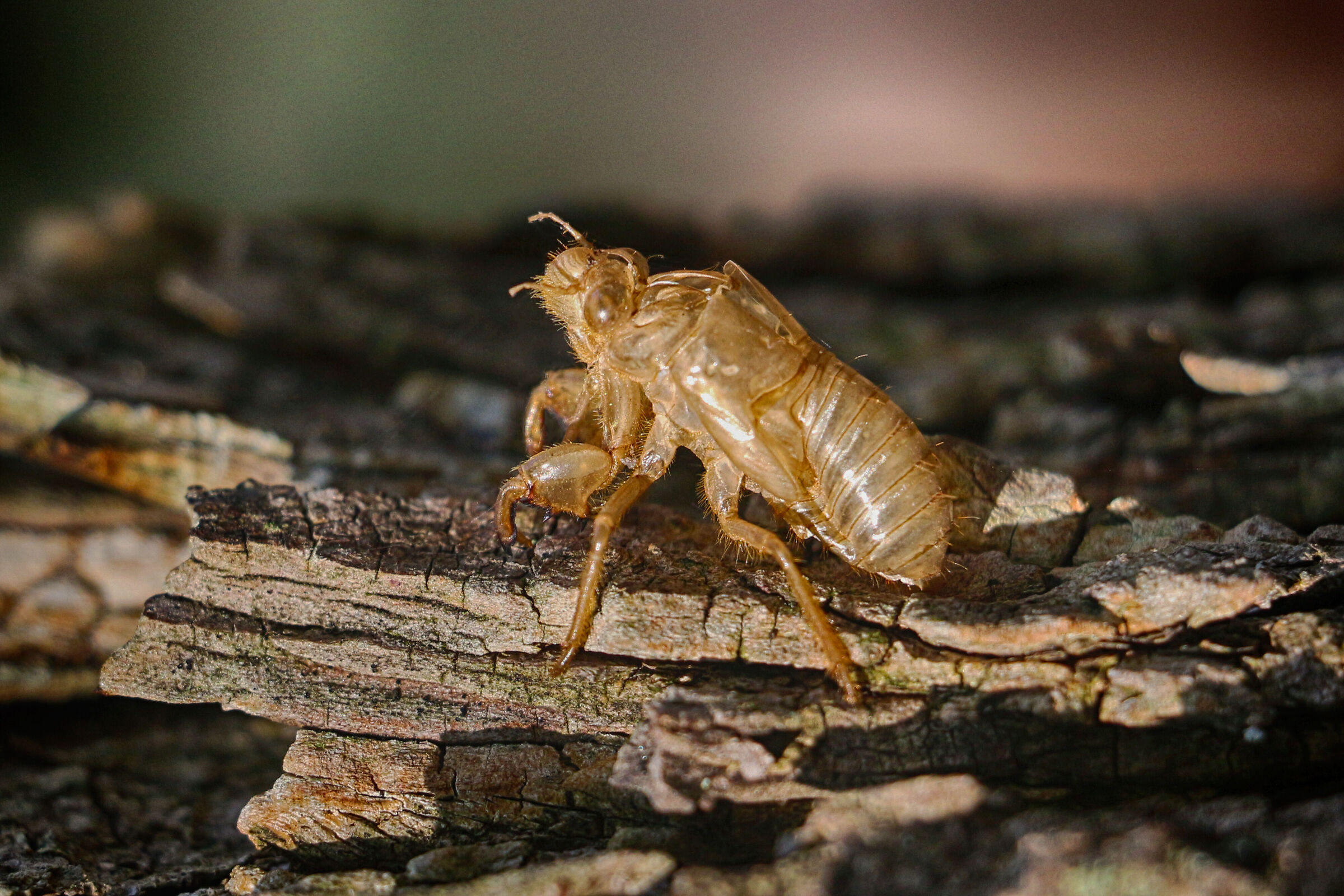 Cicada Orni (larva)...