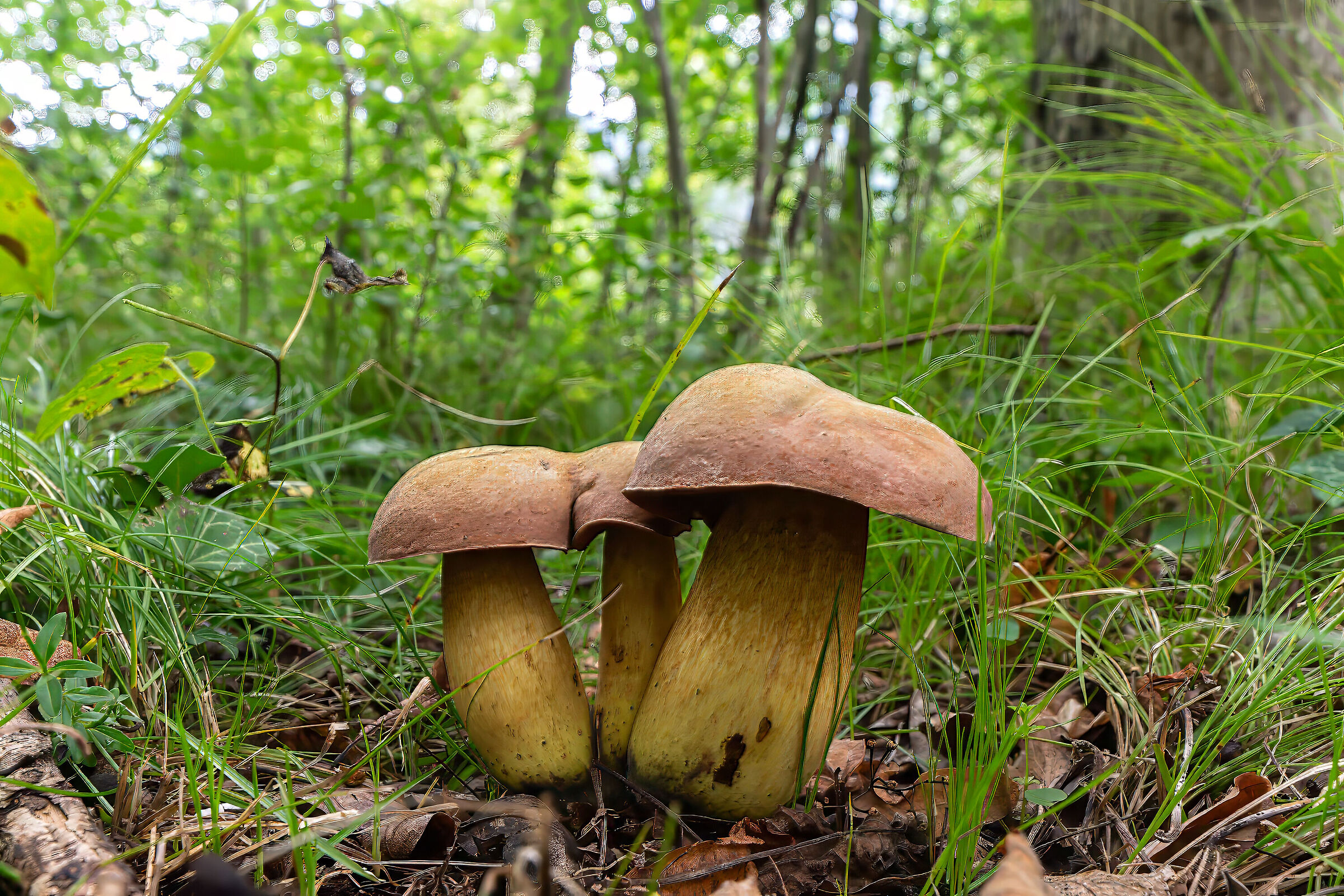 Mushrooms ( not edible )...