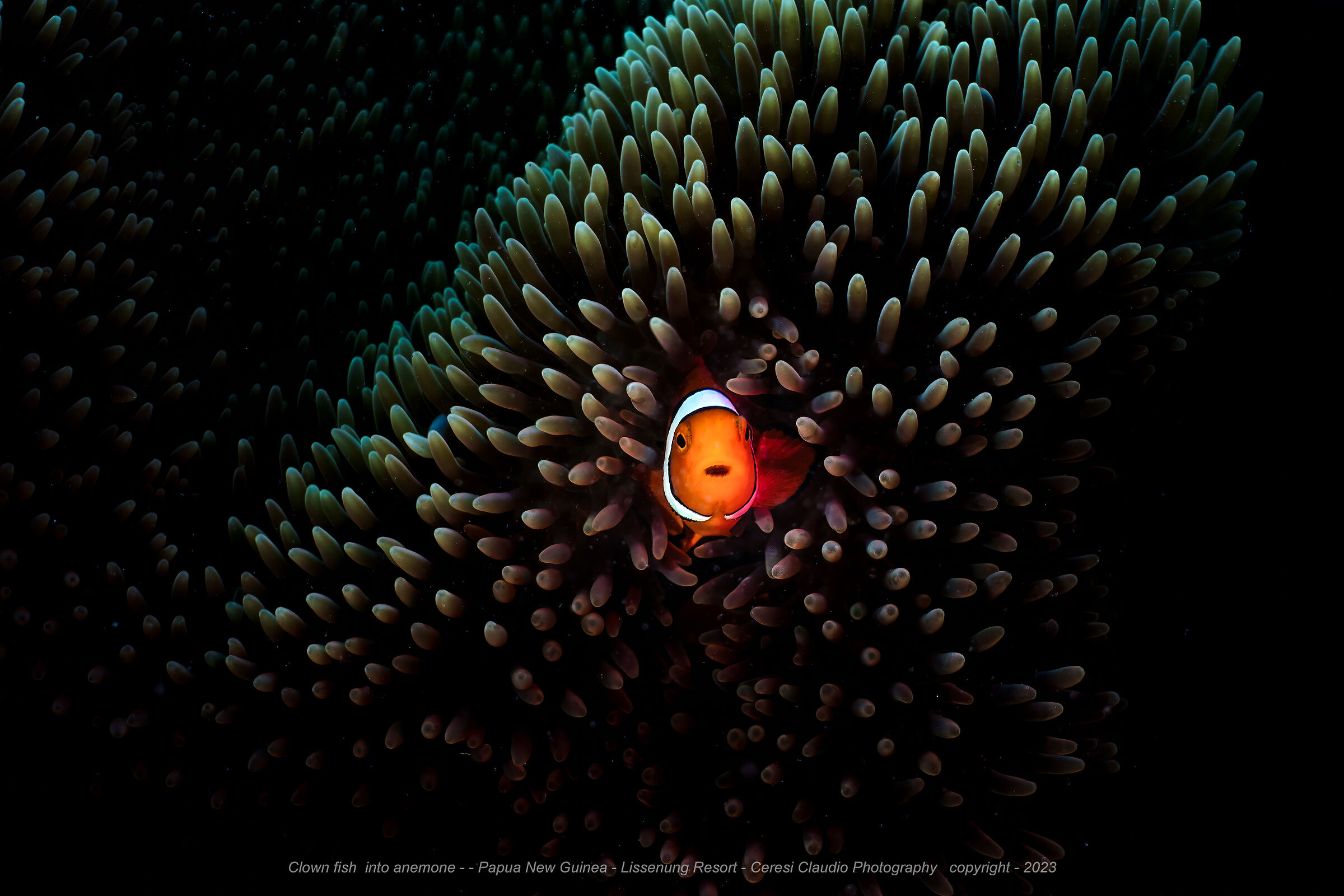 clownfish over the anemone Papua New Guinea...