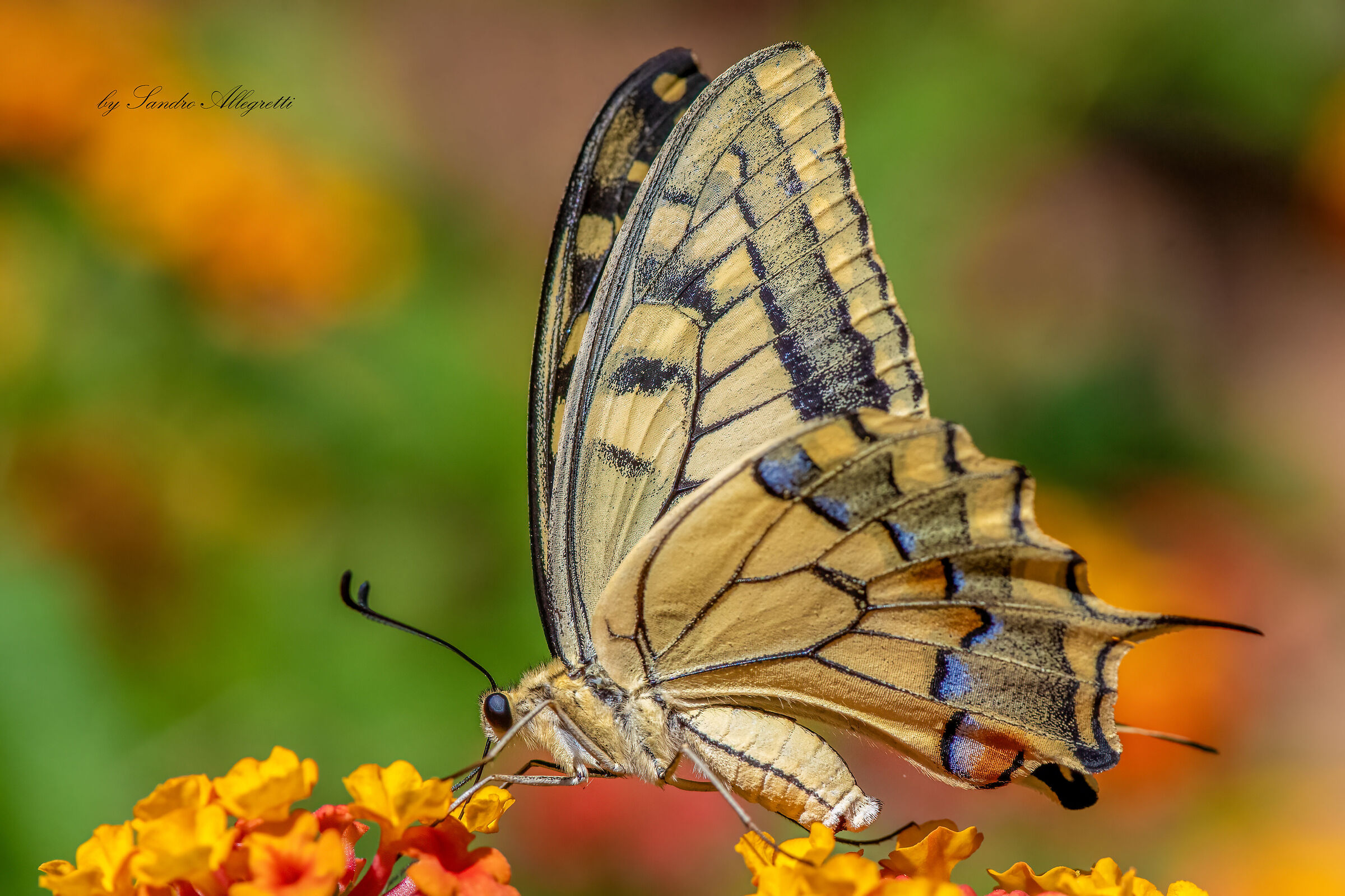 The swallowtail (Papilio machaon)...