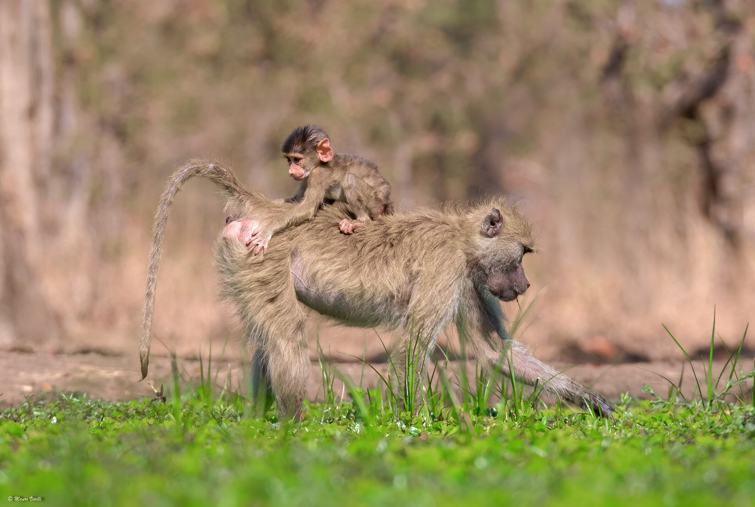 Yellow baboons (Zambia)...