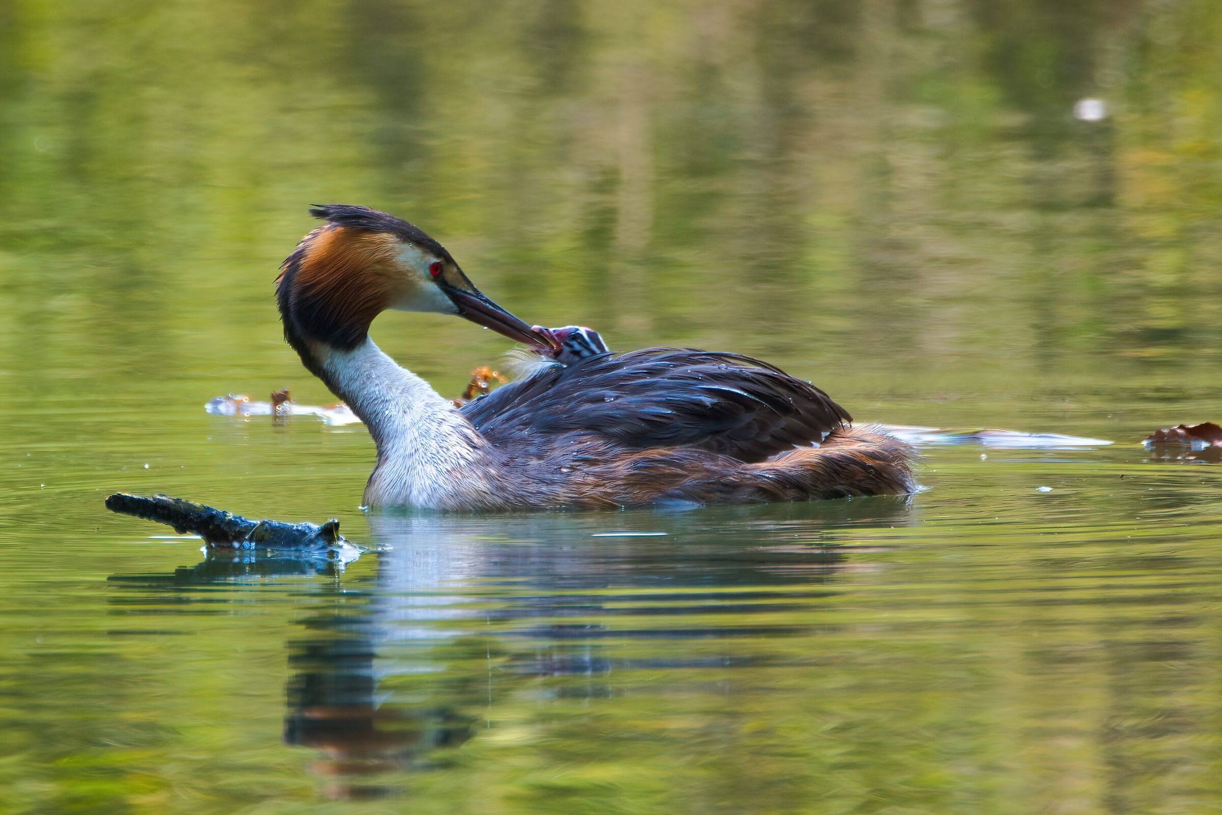 Great grebe with pullo....