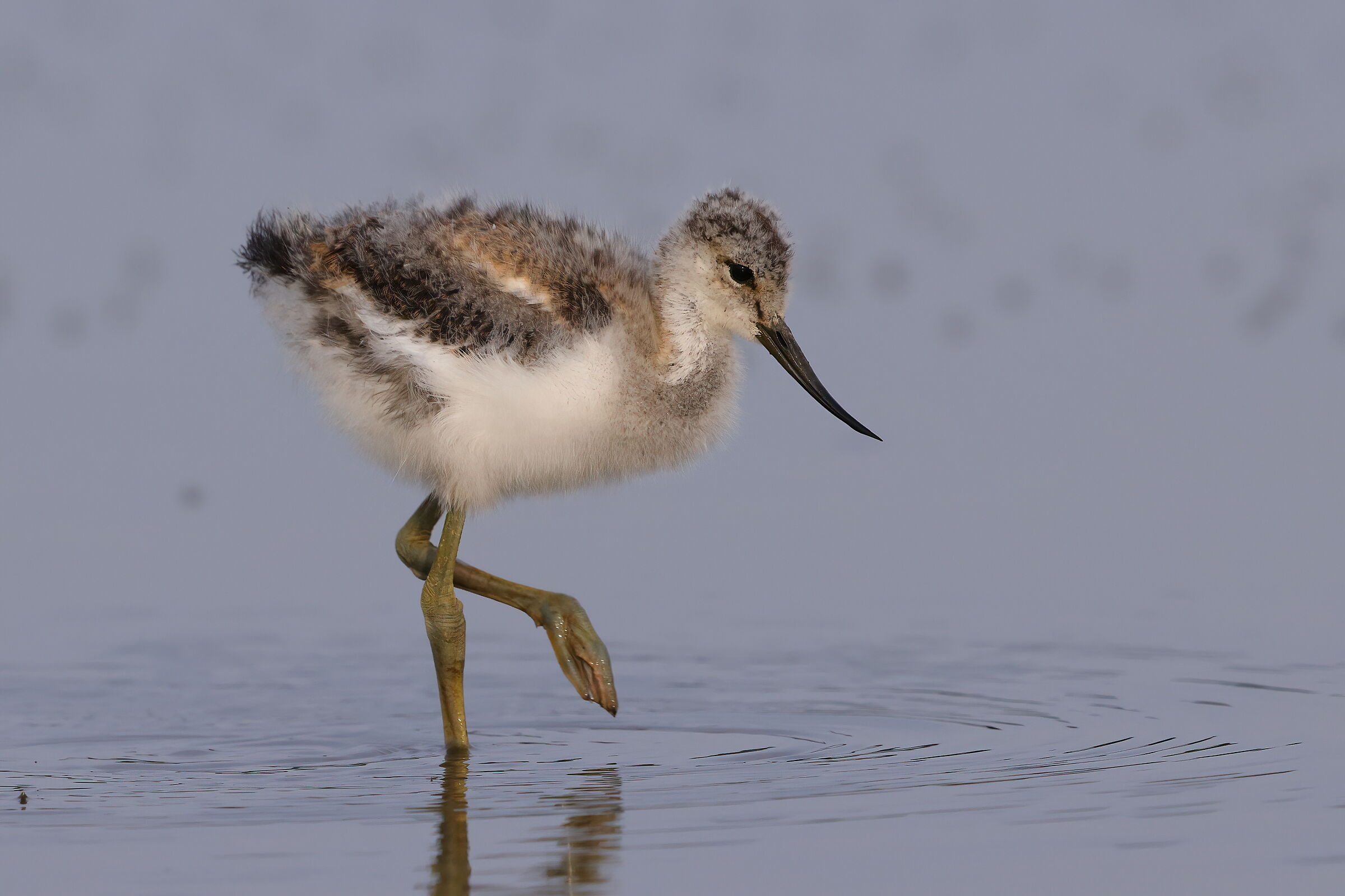 Young avocet...